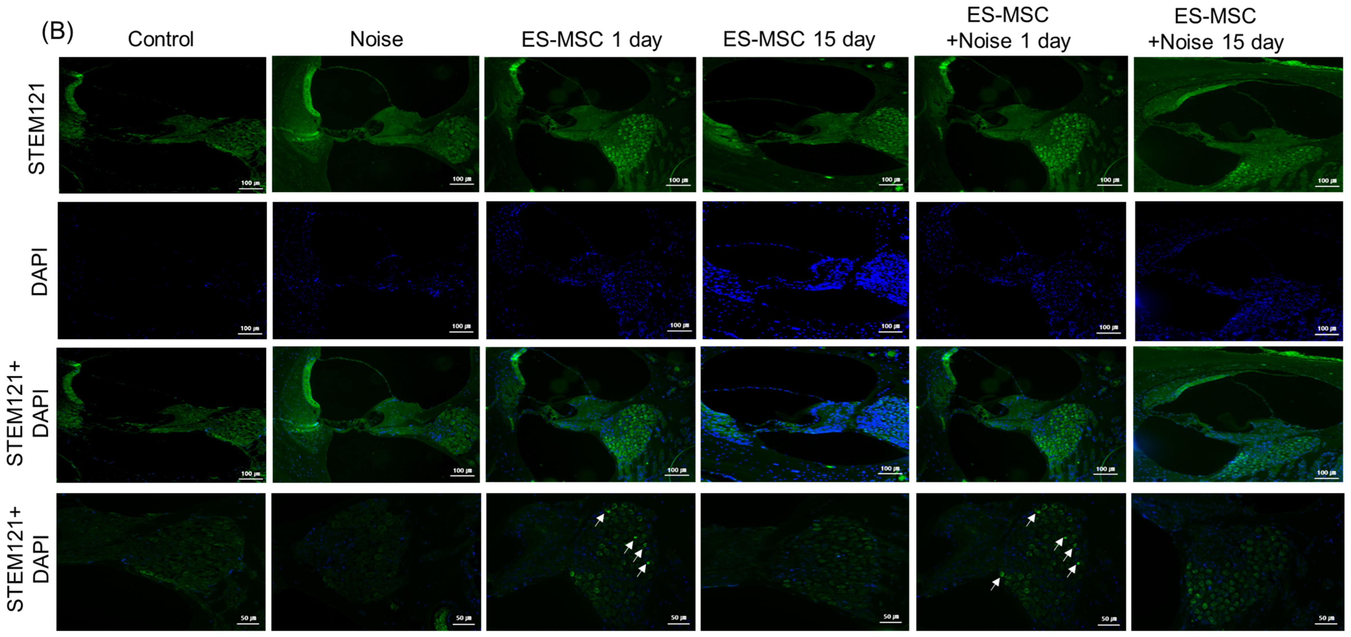 Cells 11 03524 g004b Cells 11 03524 g004b