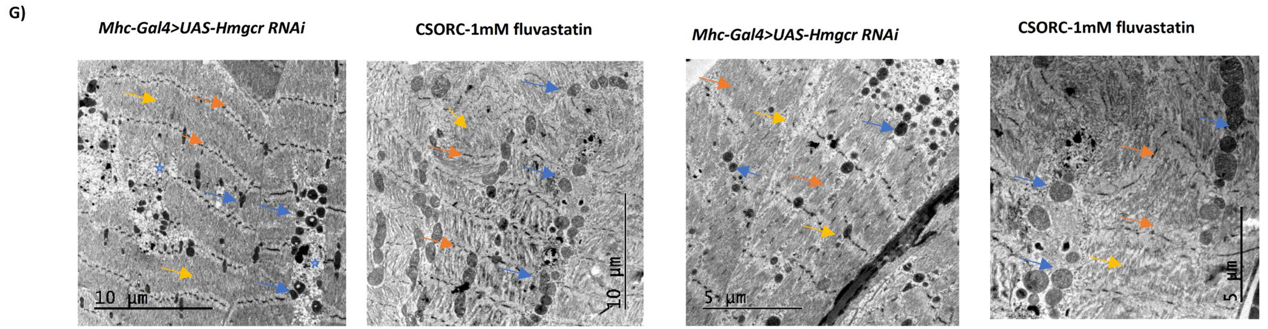 Cells 11 03528 g004b Cells 11 03528 g004b