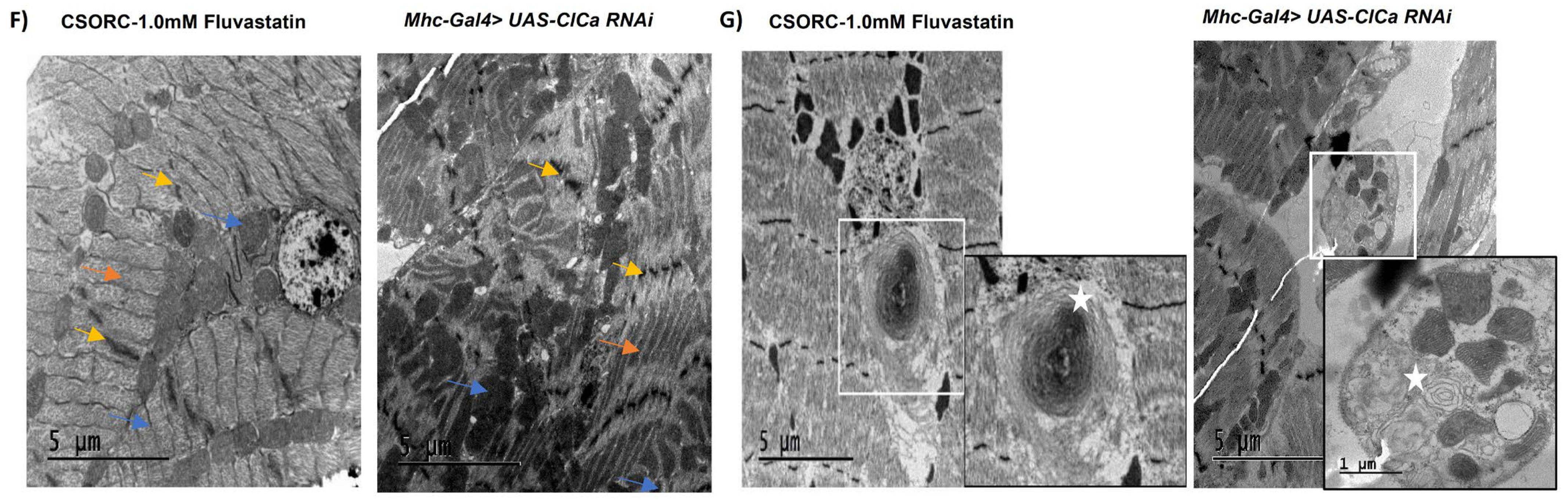 Cells 11 03528 g006b Cells 11 03528 g006b