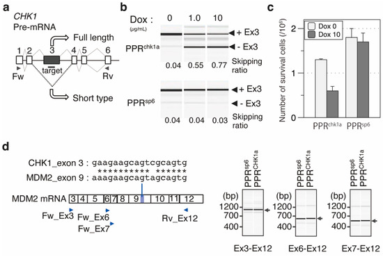 An artificial PPR scaffold for programmable RNA recognition