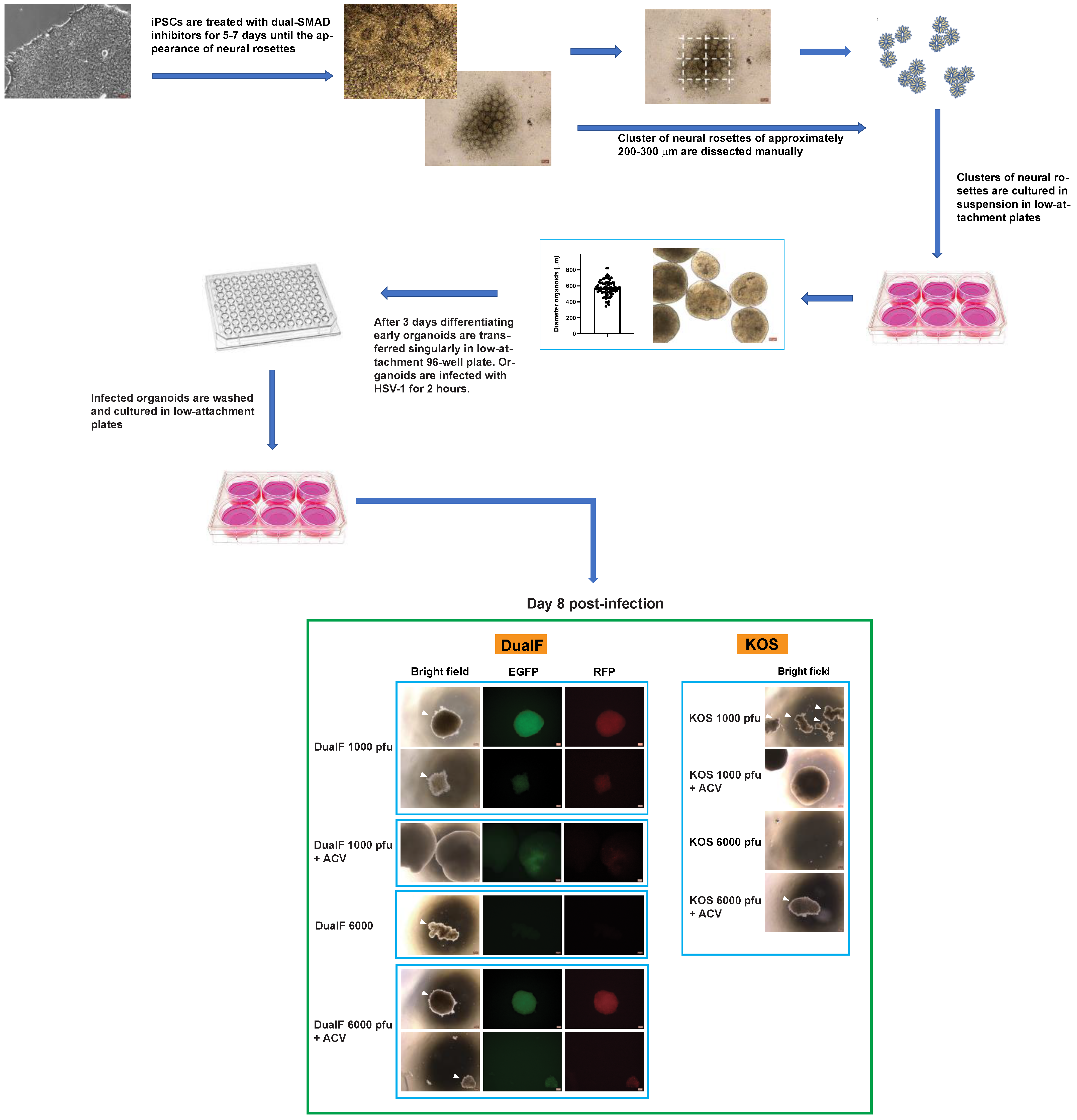 Cells 11 03539 g001 Cells 11 03539 g001