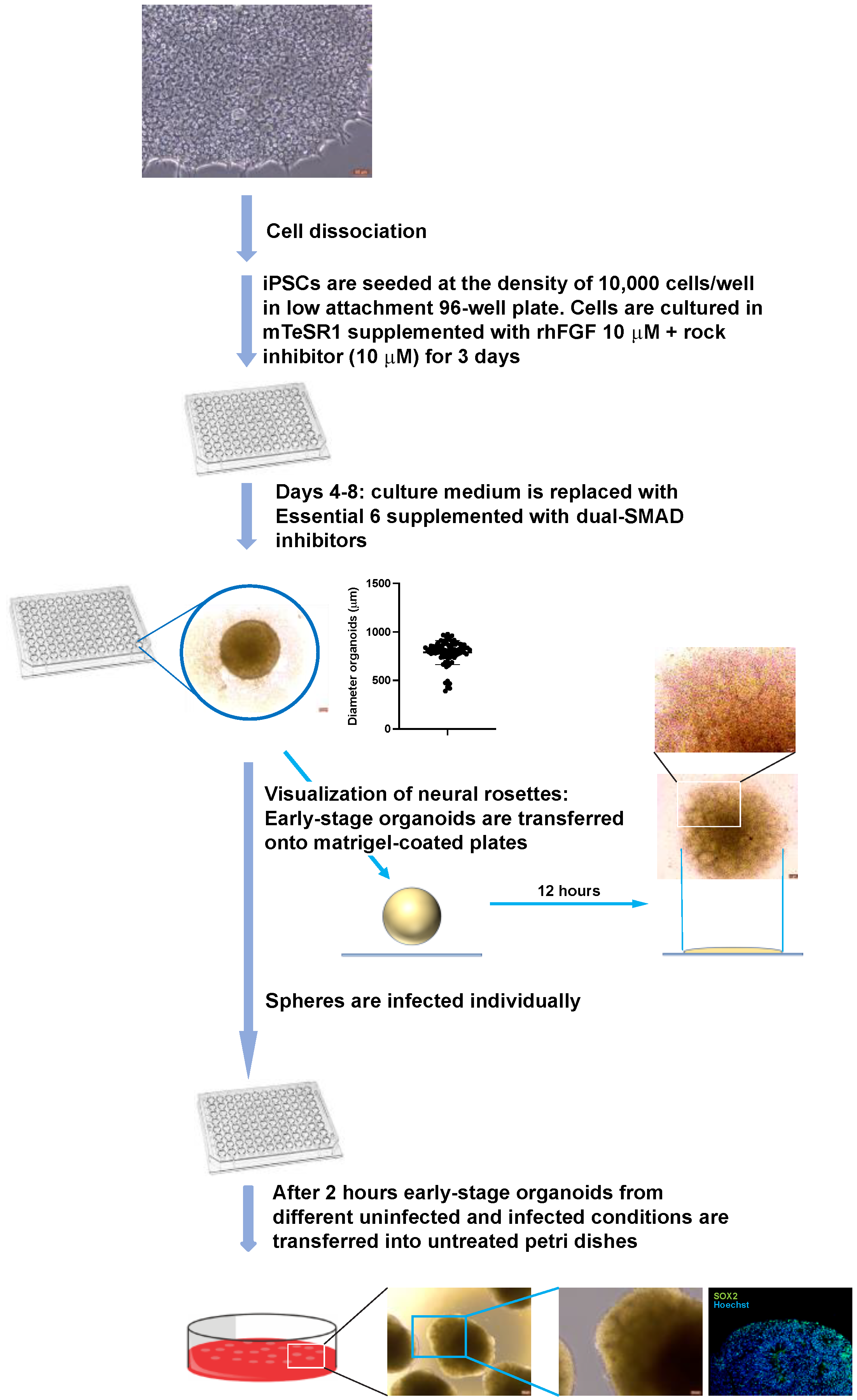 Cells 11 03539 g002 Cells 11 03539 g002