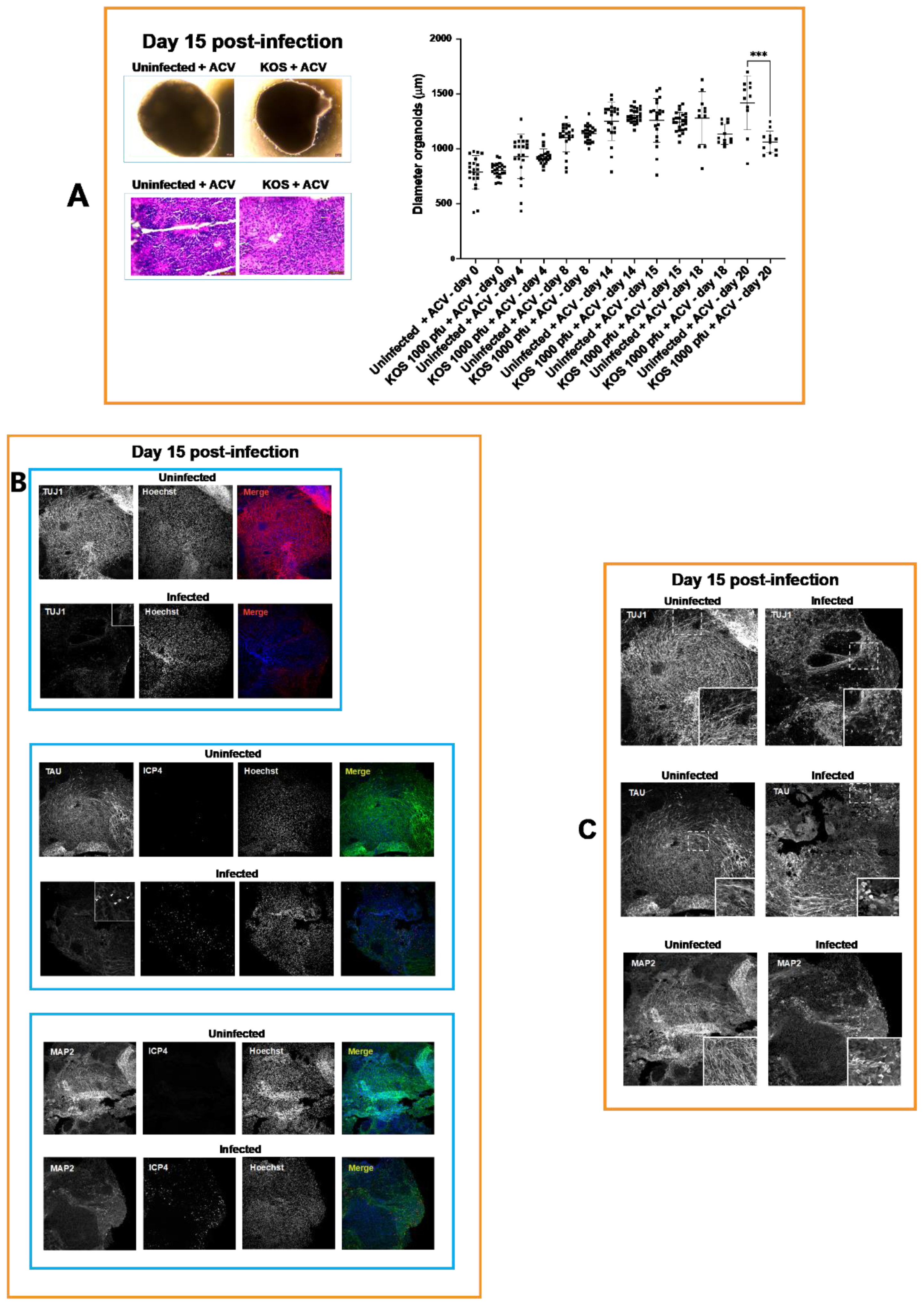 Cells 11 03539 g004 Cells 11 03539 g004