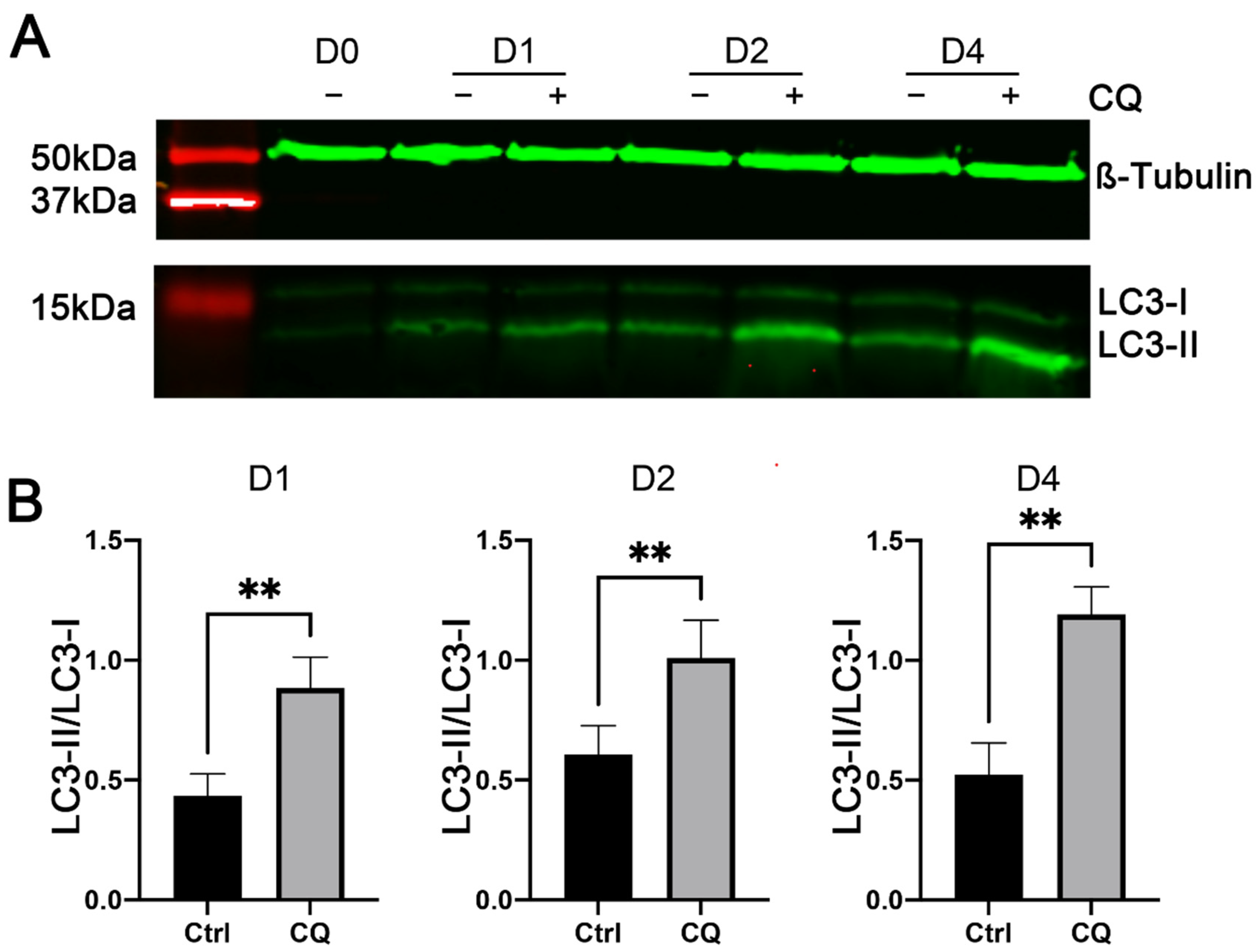 Cells 11 03549 g004 Cells 11 03549 g004