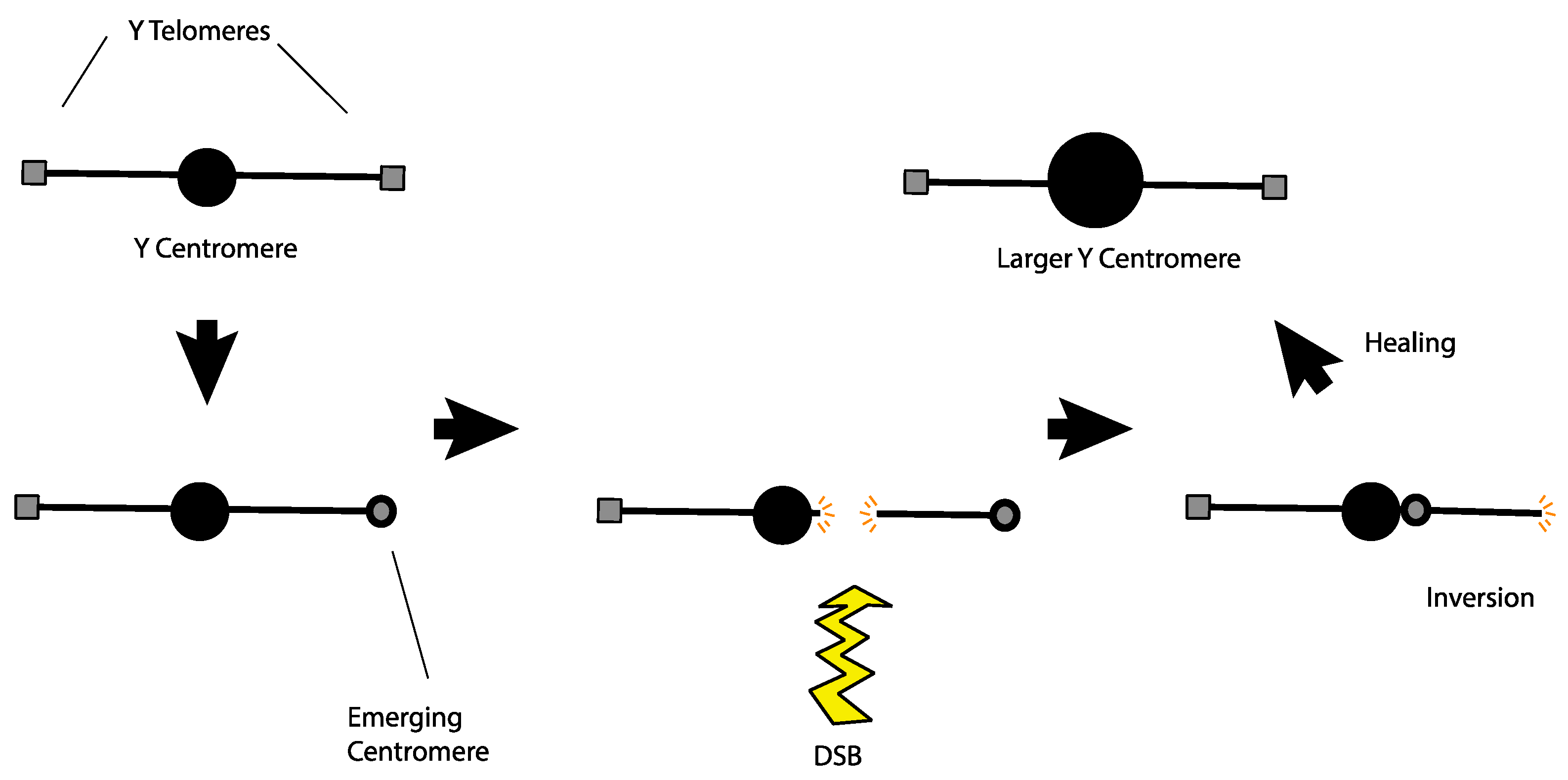 Cells 11 03550 g004 Cells 11 03550 g004