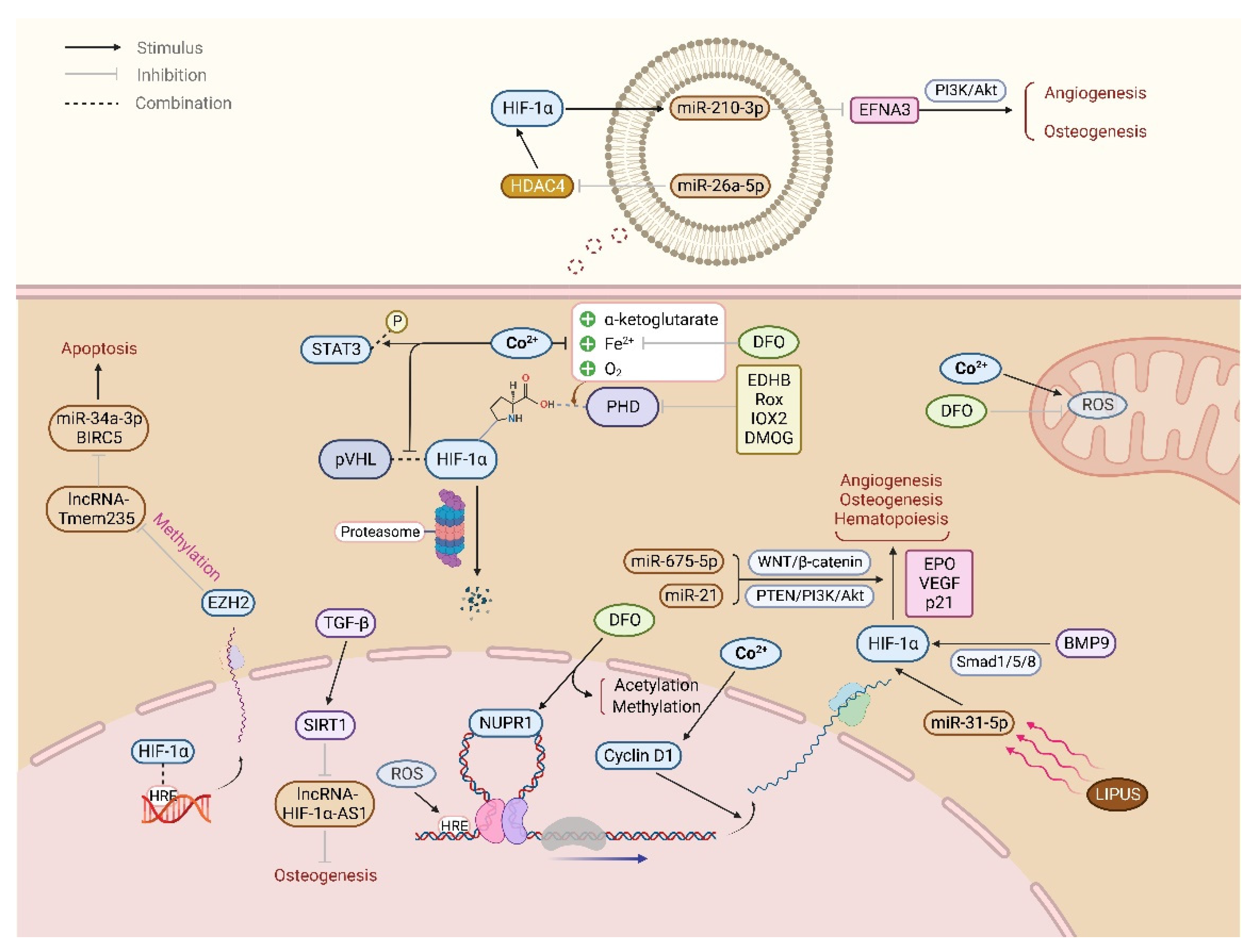 Cells 11 03552 g003 Cells 11 03552 g003