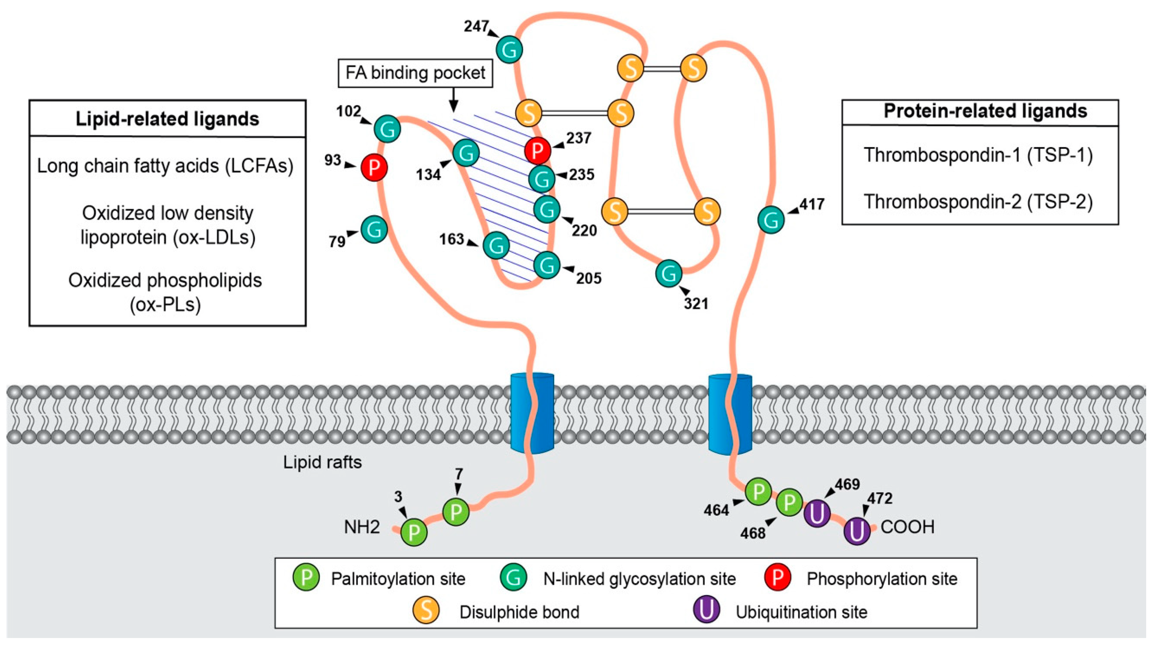 Cells 11 03556 g001 Cells 11 03556 g001