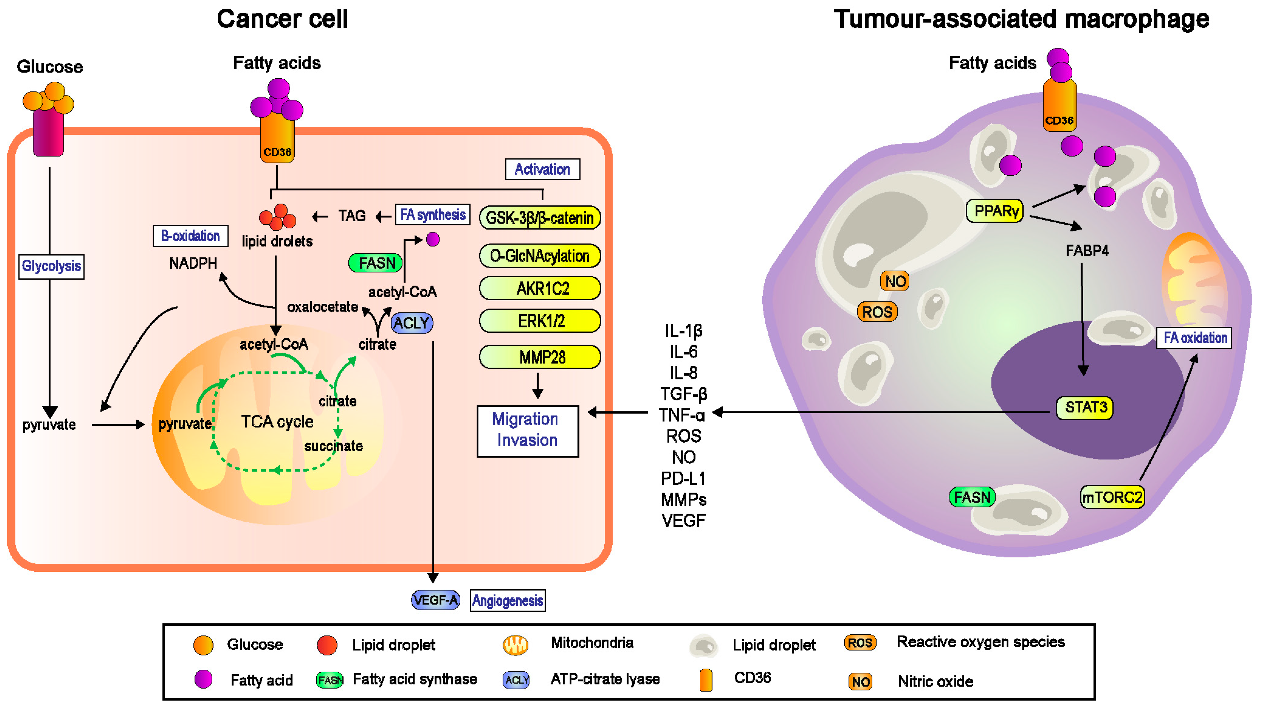 Cells 11 03556 g002 Cells 11 03556 g002