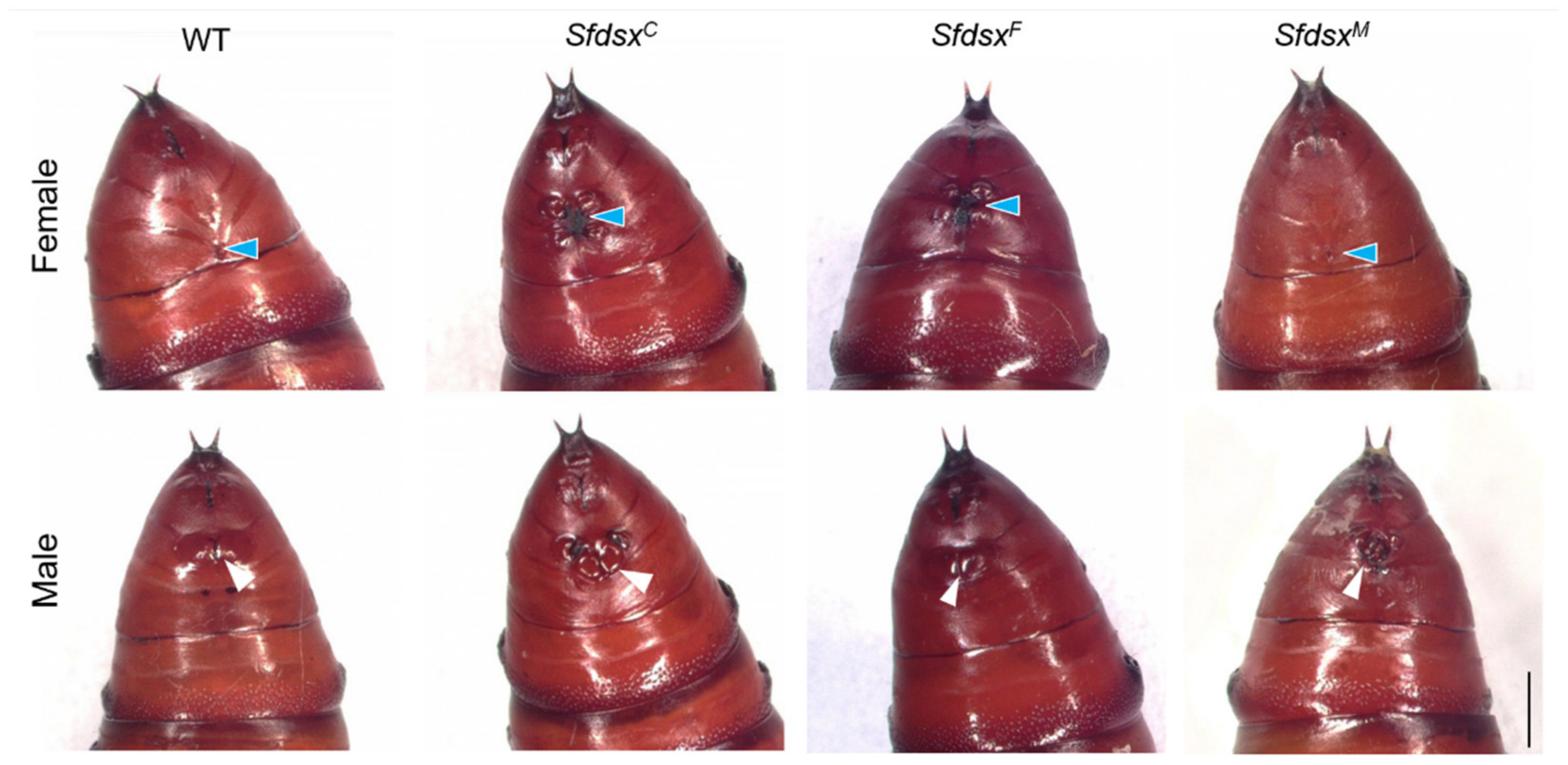 Cells 11 03557 g002 Cells 11 03557 g002