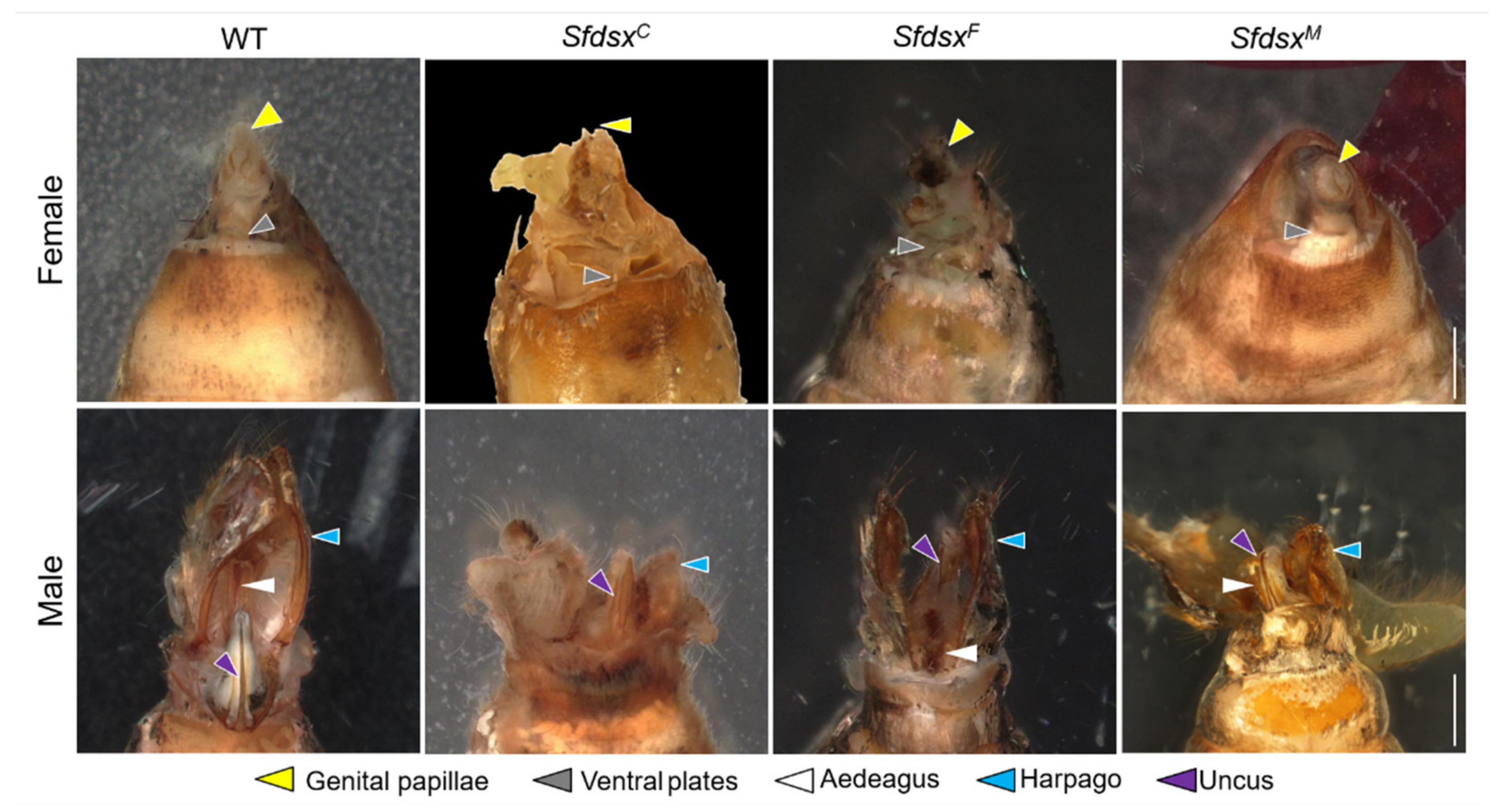 Cells 11 03557 g003 Cells 11 03557 g003