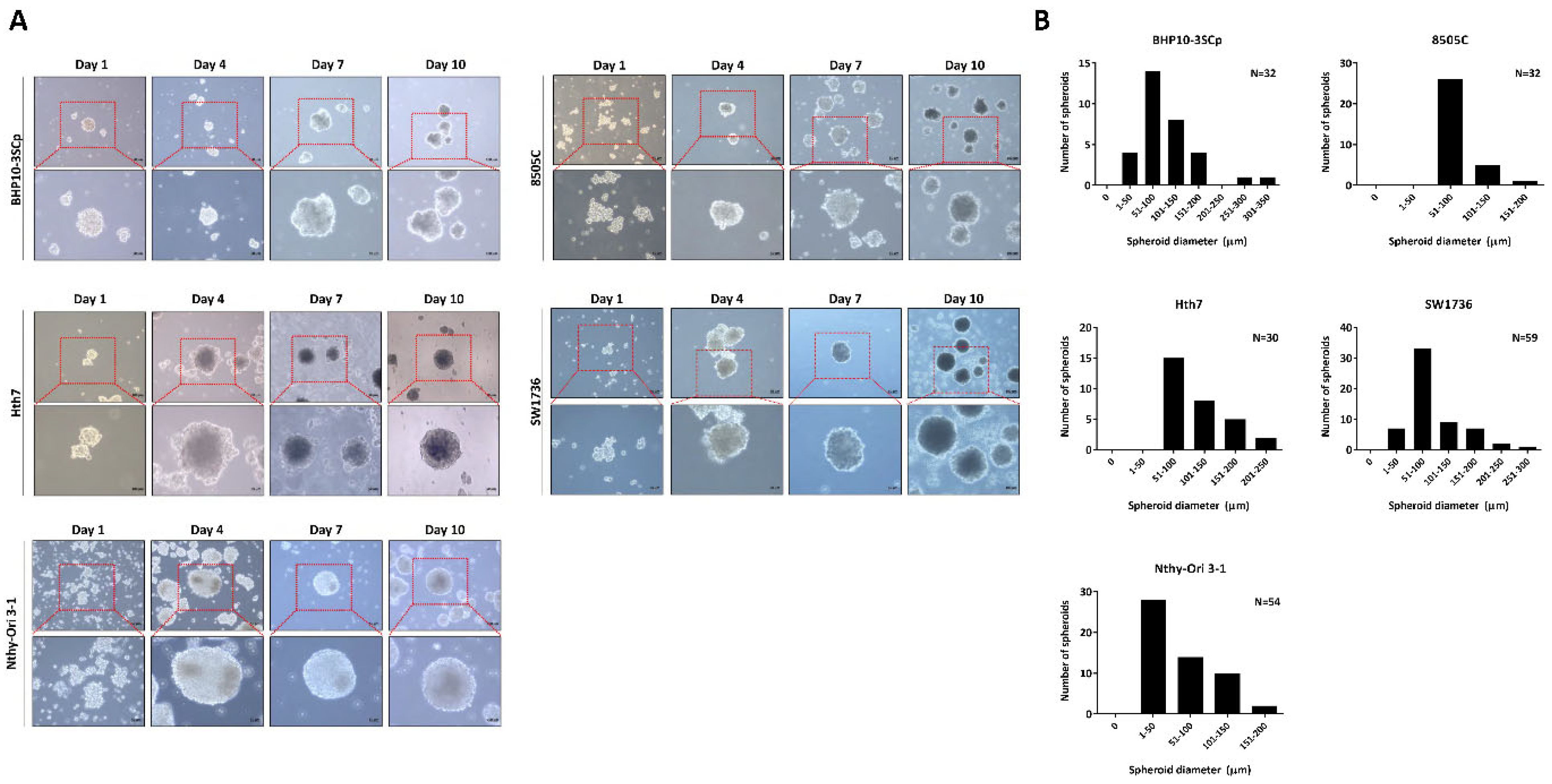 Cells Free Full Text Different Expression Of Thyroid Specific Proteins In Thyroid Cancer