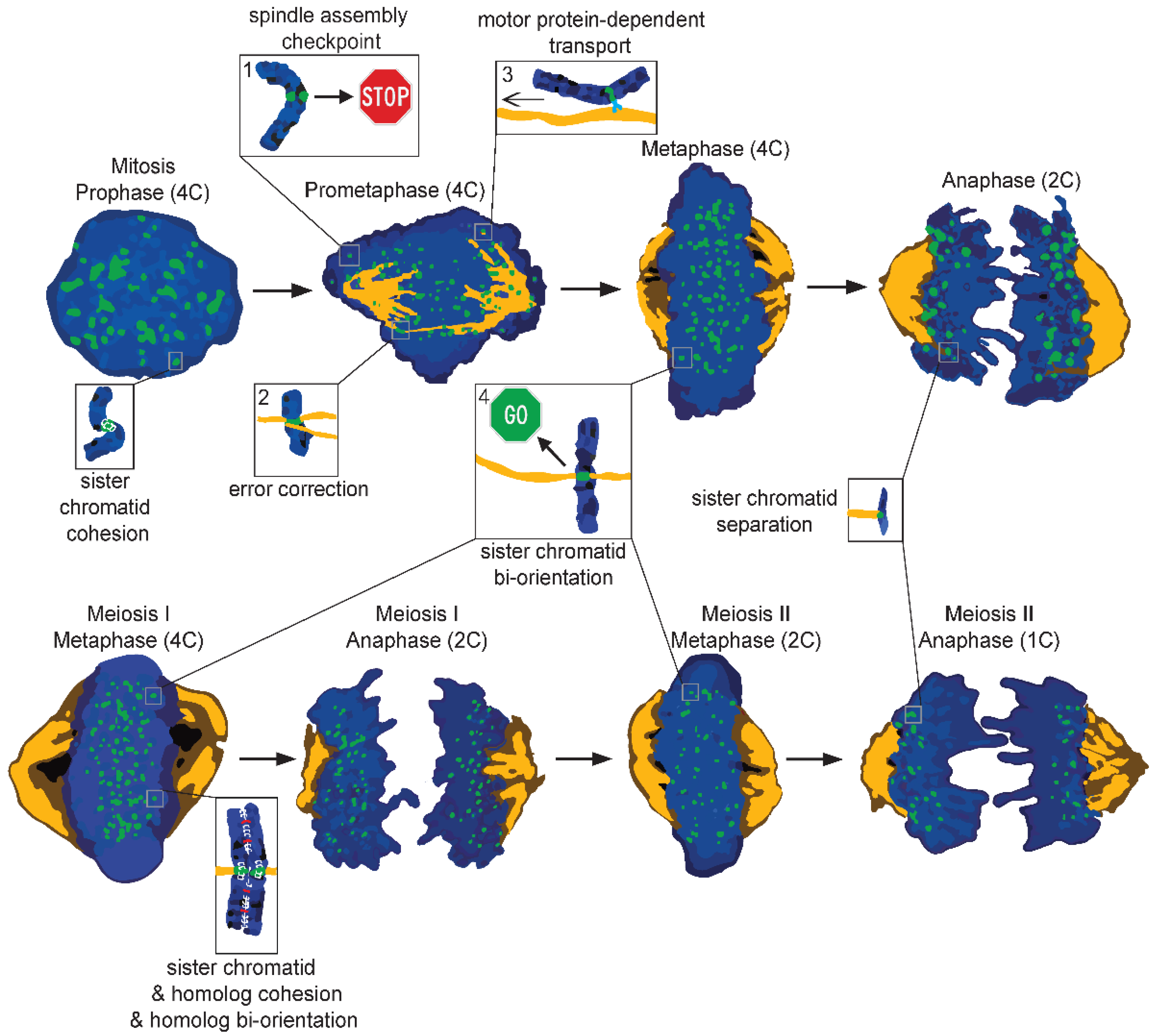 Cells 11 03564 g002