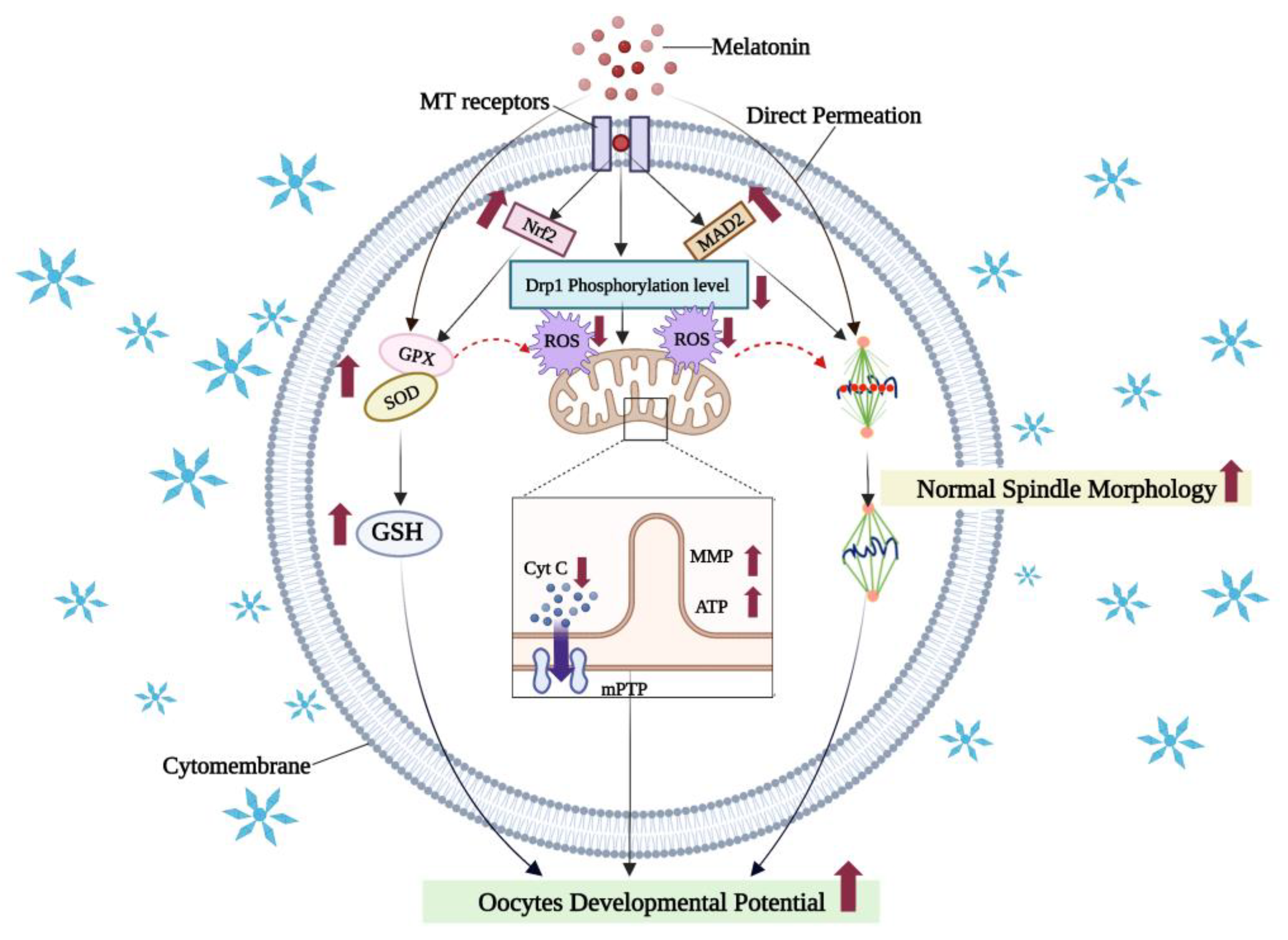 Cells 11 03573 g004 Cells 11 03573 g004