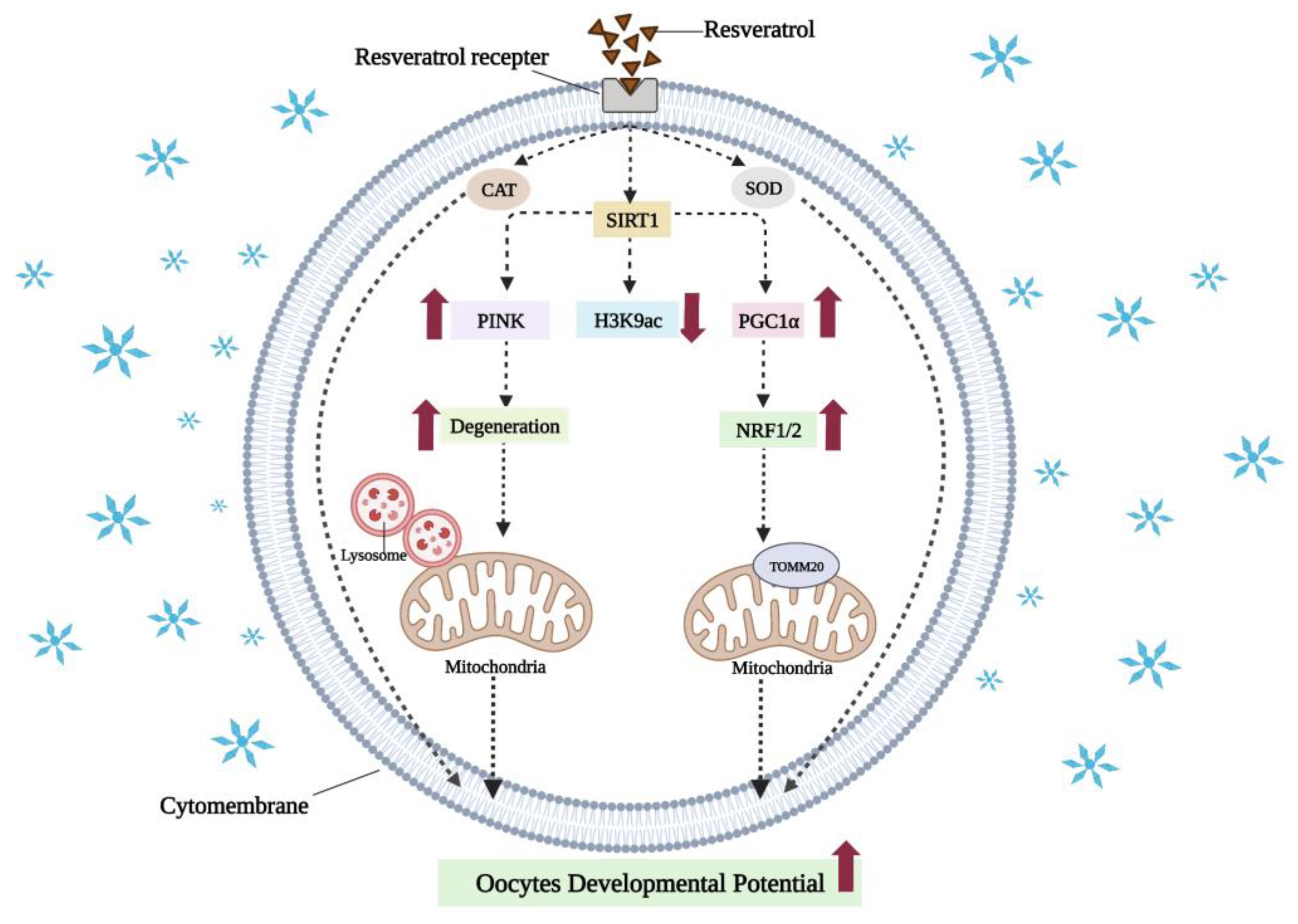 Cells 11 03573 g005 Cells 11 03573 g005