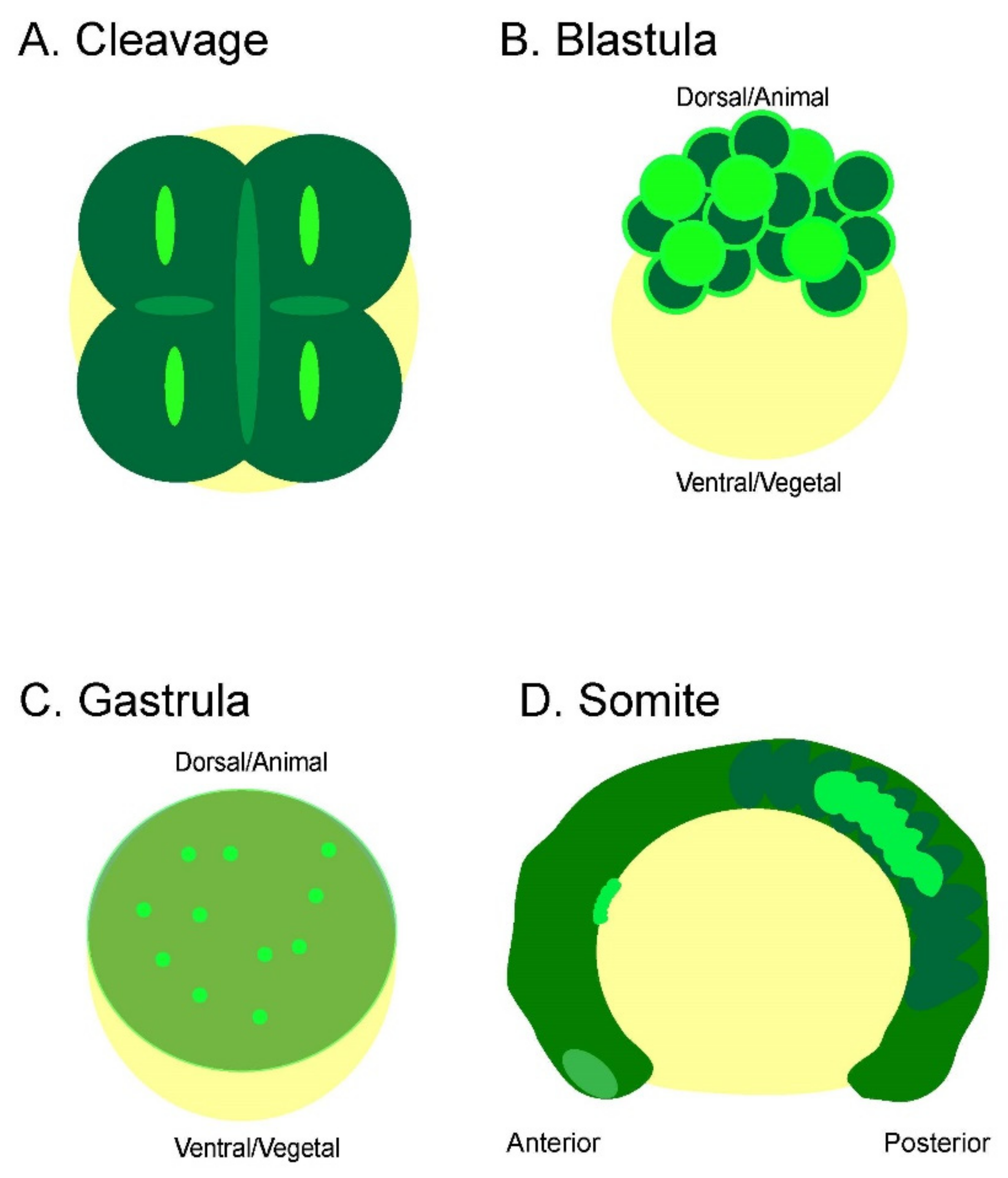 Cells 11 03586 g006 Cells 11 03586 g006