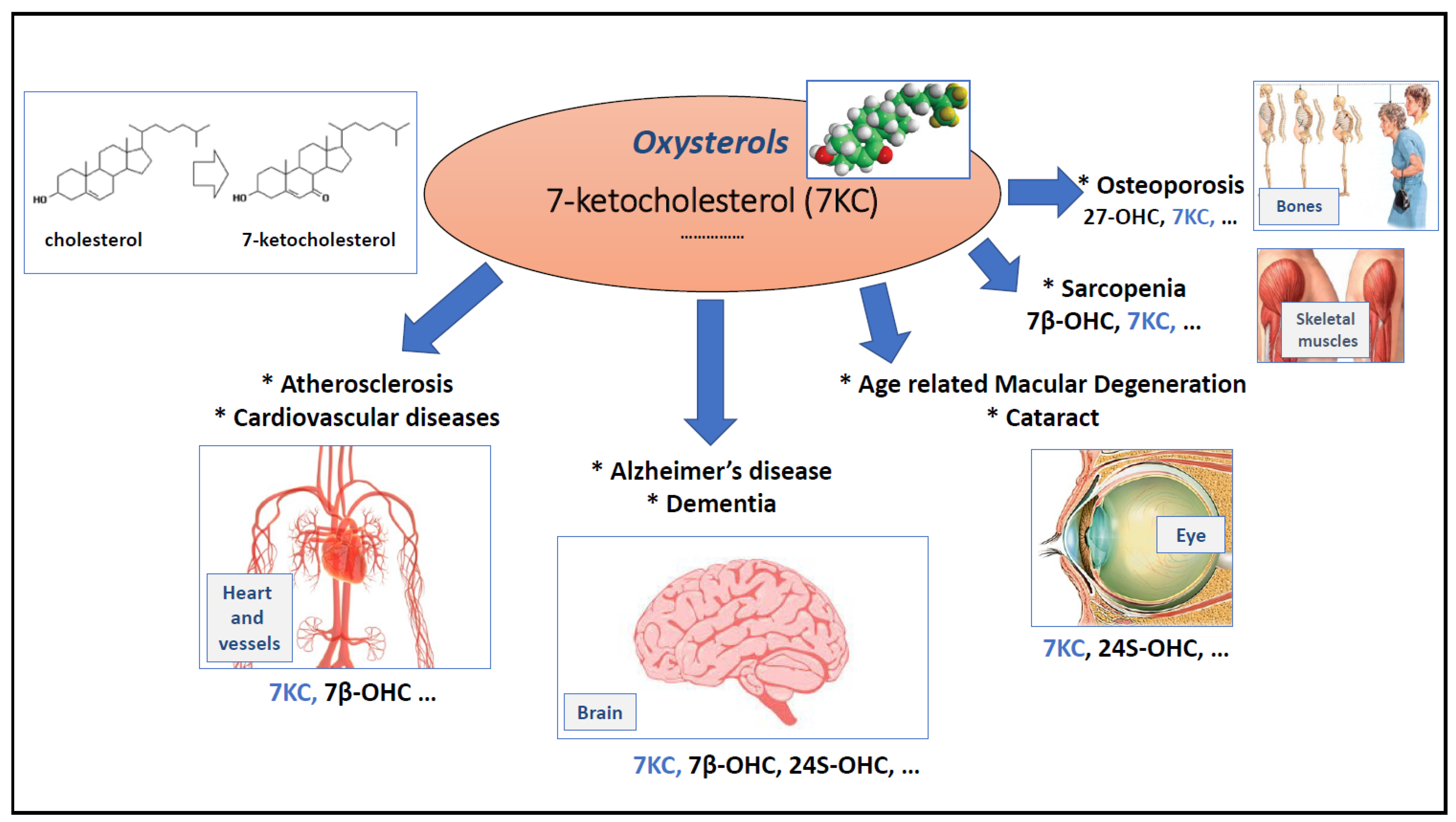 Cells 11 03612 g001 Cells 11 03612 g001