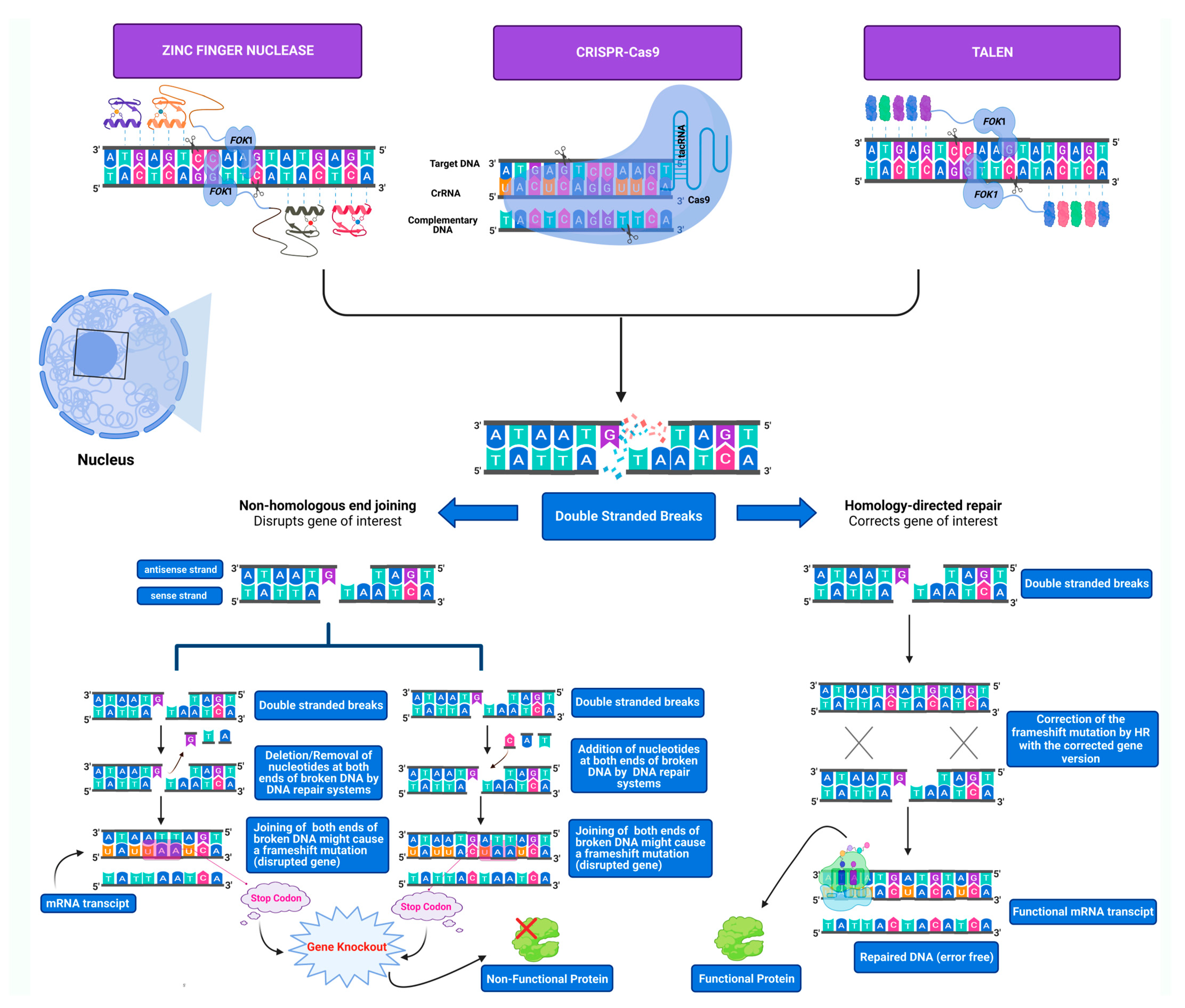 Cells 11 03615 g001 Cells 11 03615 g001