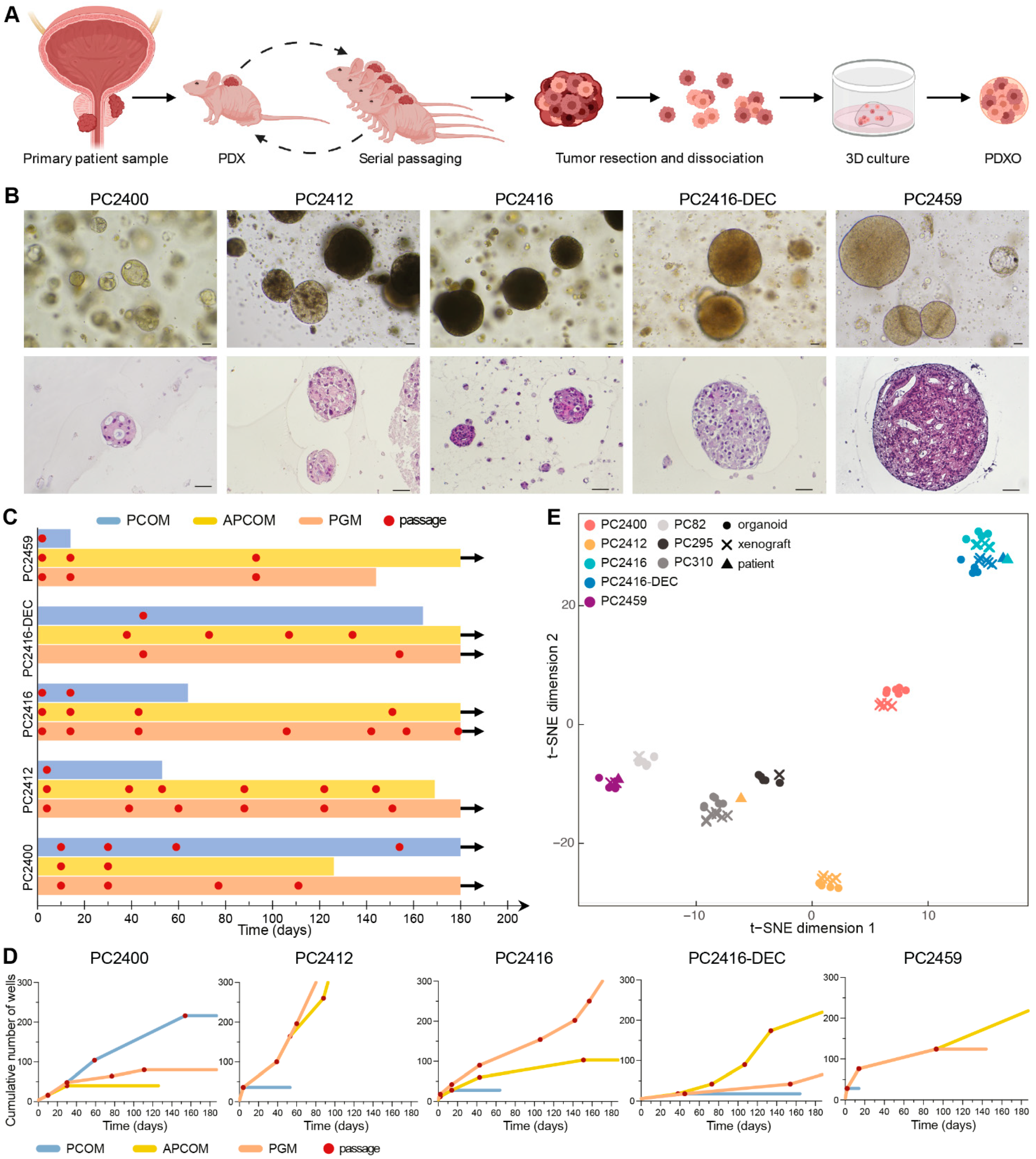 Cells 11 03632 g003 Cells 11 03632 g003