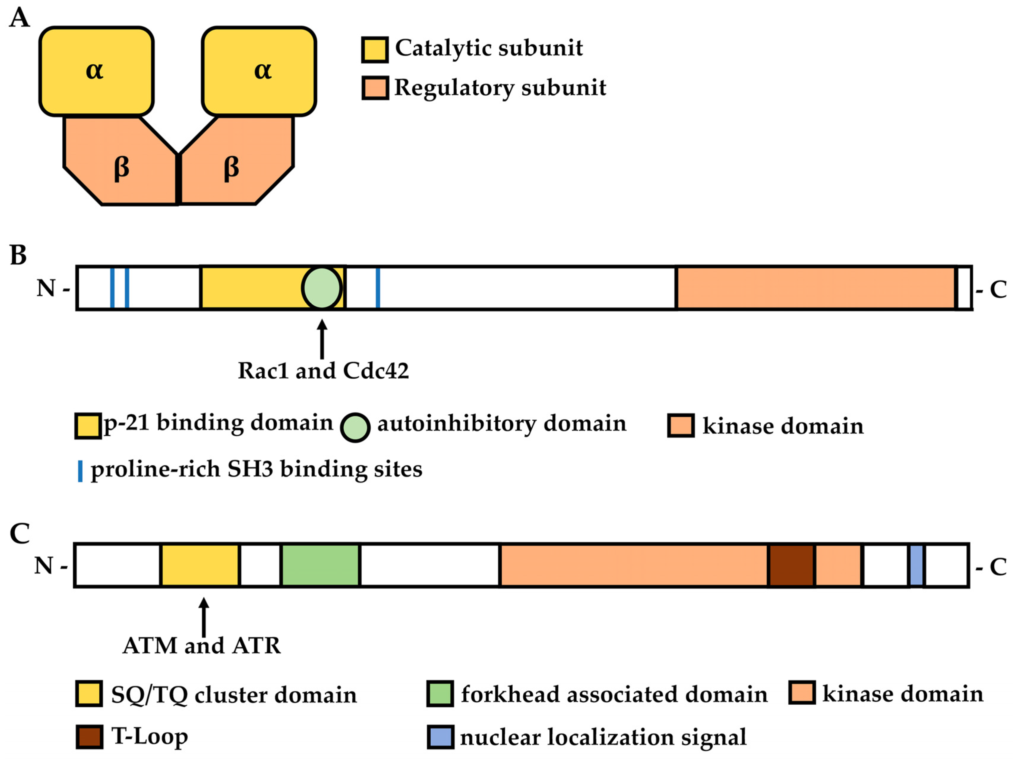 Cells | Free Full-Text | Minor Kinases With Major Roles In Cytokinesis ...