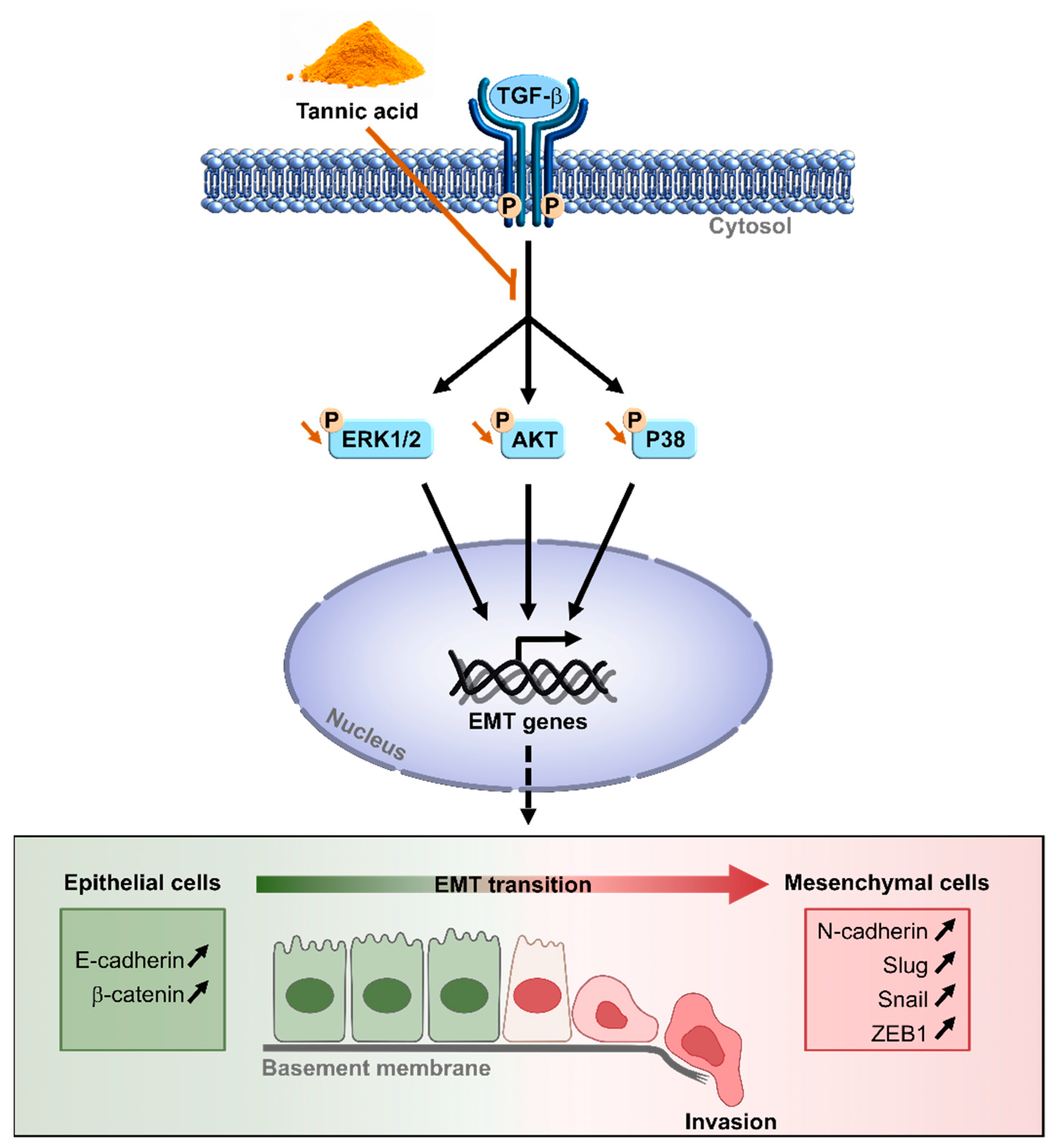 Cells 11 03645 g009 Cells 11 03645 g009