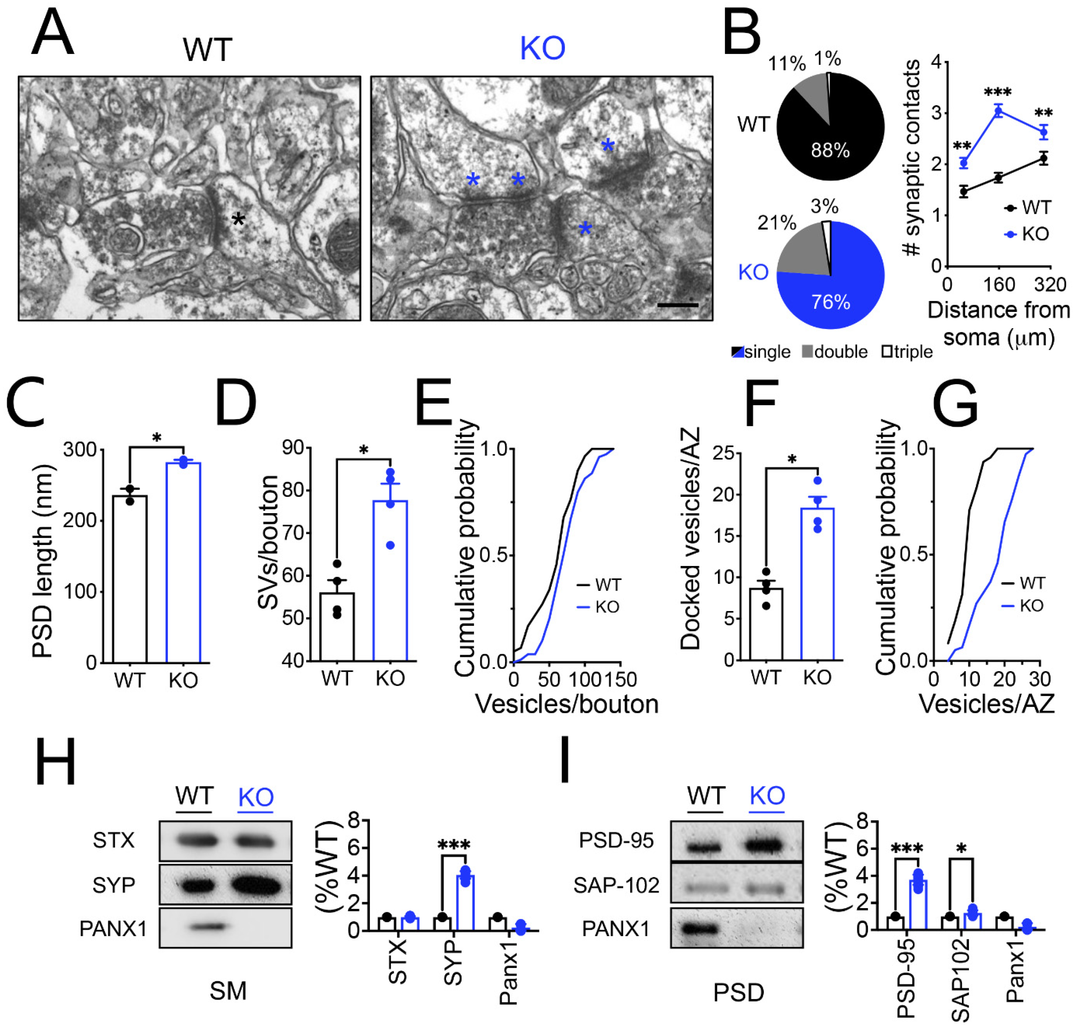 Cells 11 03646 g005 Cells 11 03646 g005
