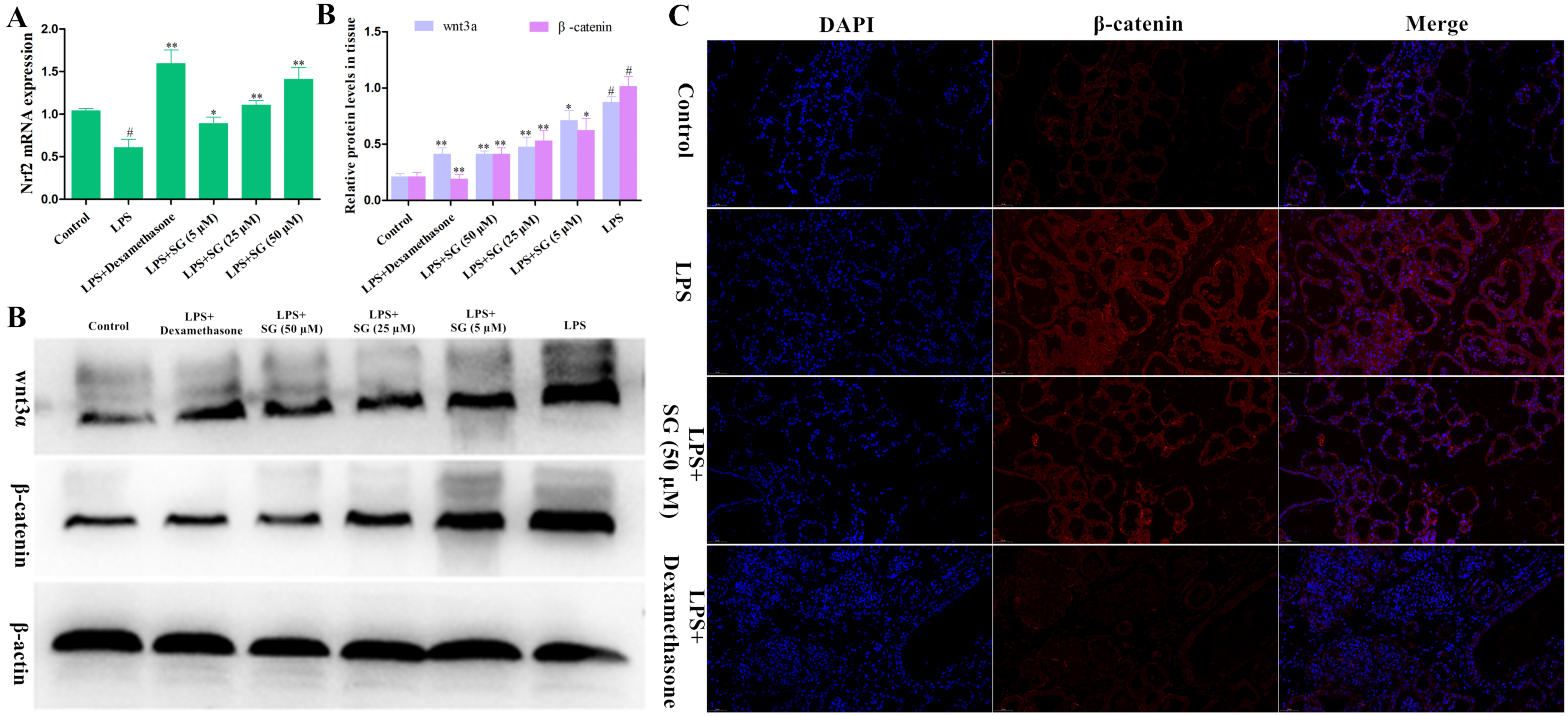 Cells 11 03658 g007 Cells 11 03658 g007