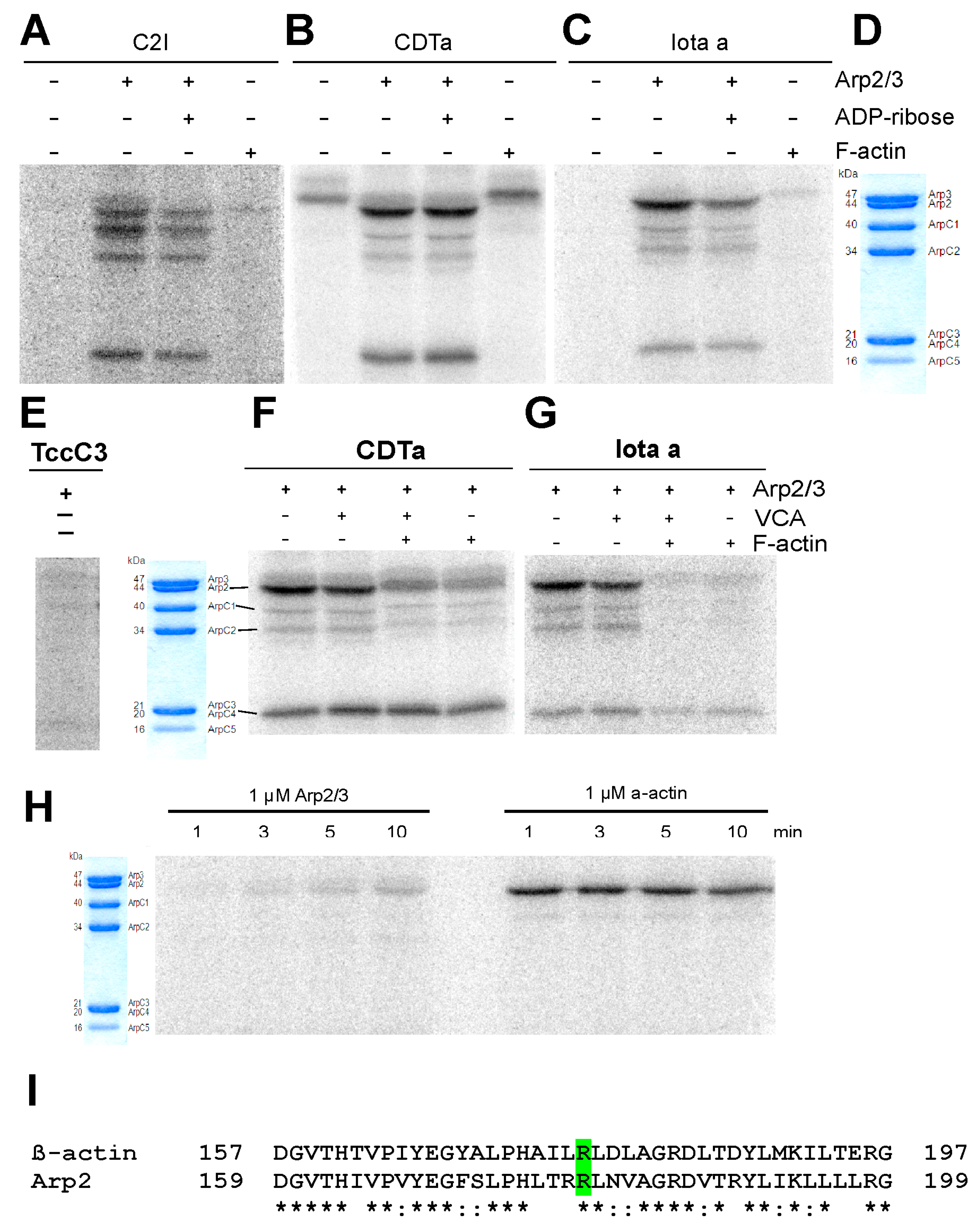 Trichome phenotypes of arp2 - 1 , arp3 - 1 , and arpc5-1 mutants. A