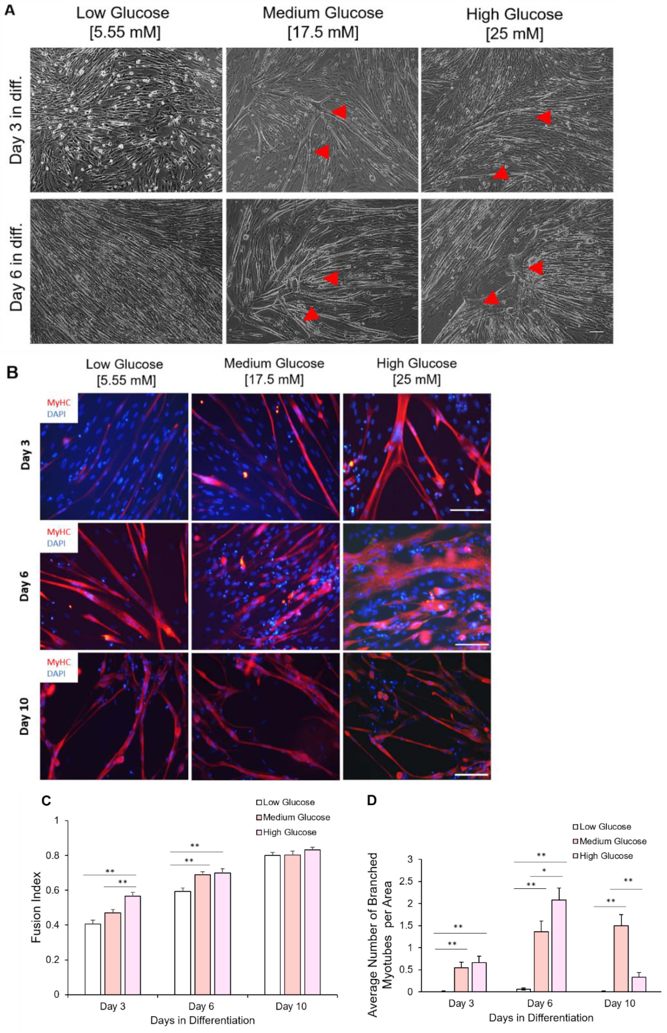 Cells 11 03674 g007 Cells 11 03674 g007
