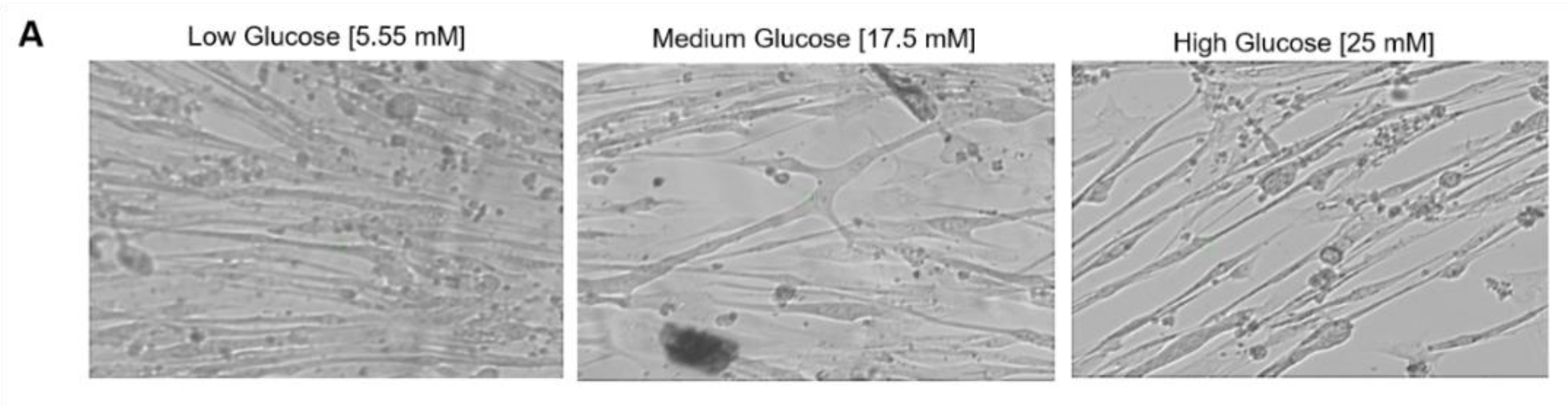 Cells 11 03674 g008a Cells 11 03674 g008a