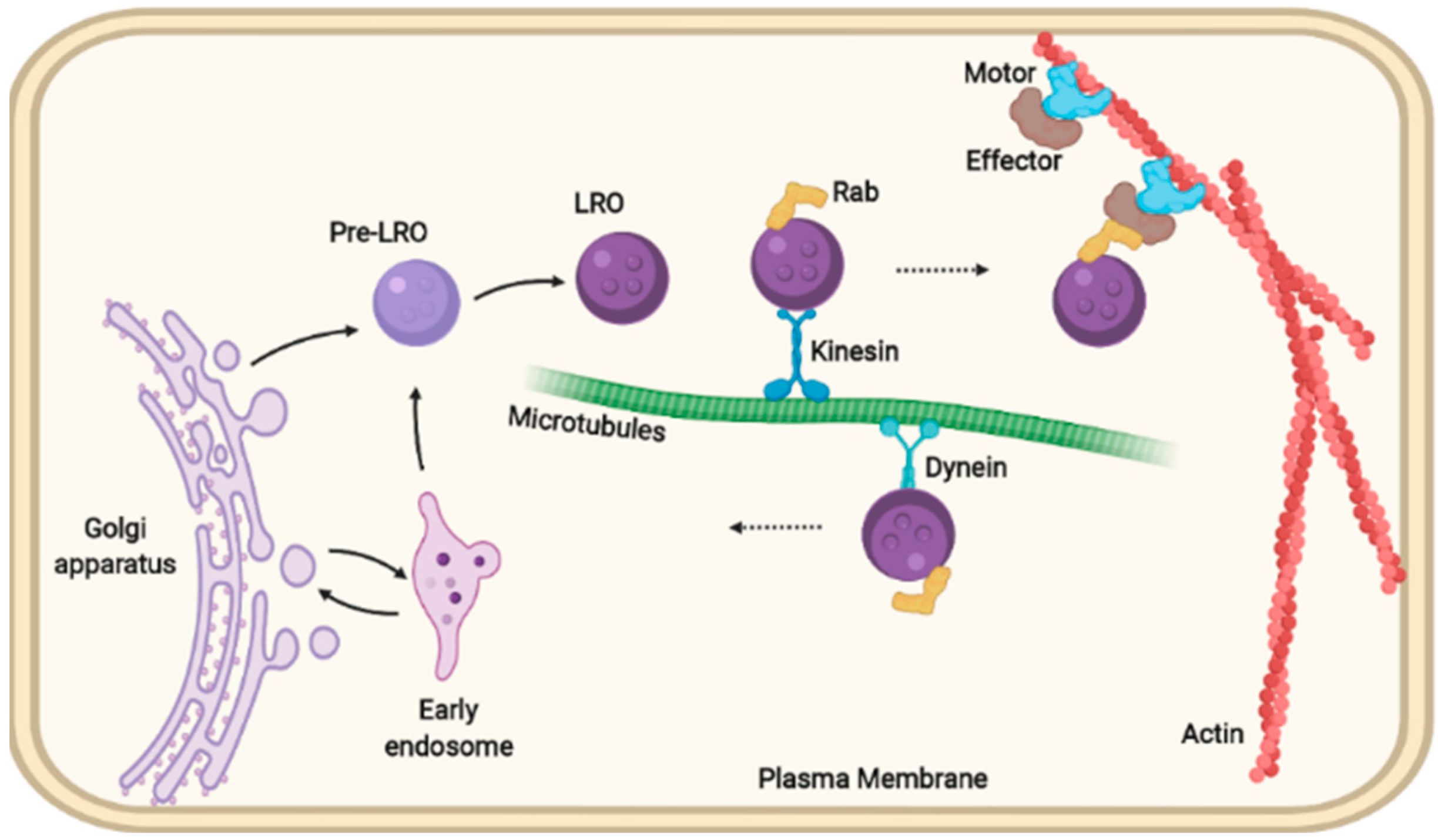 Cells Free Full Text Overlapping Machinery In Lysosome Related