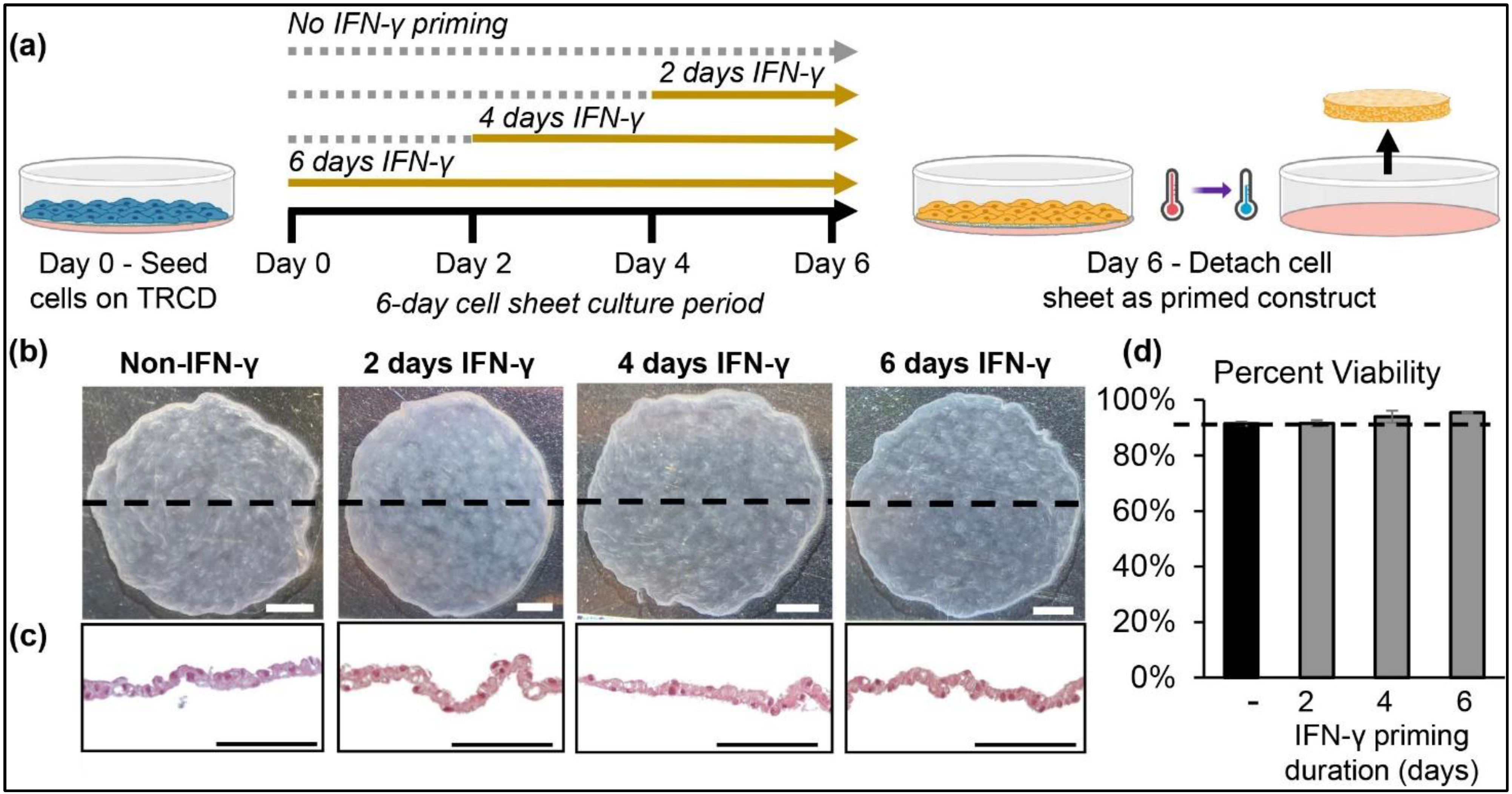 210 Series: MSC Paper Conservation Tables - Enhanced with