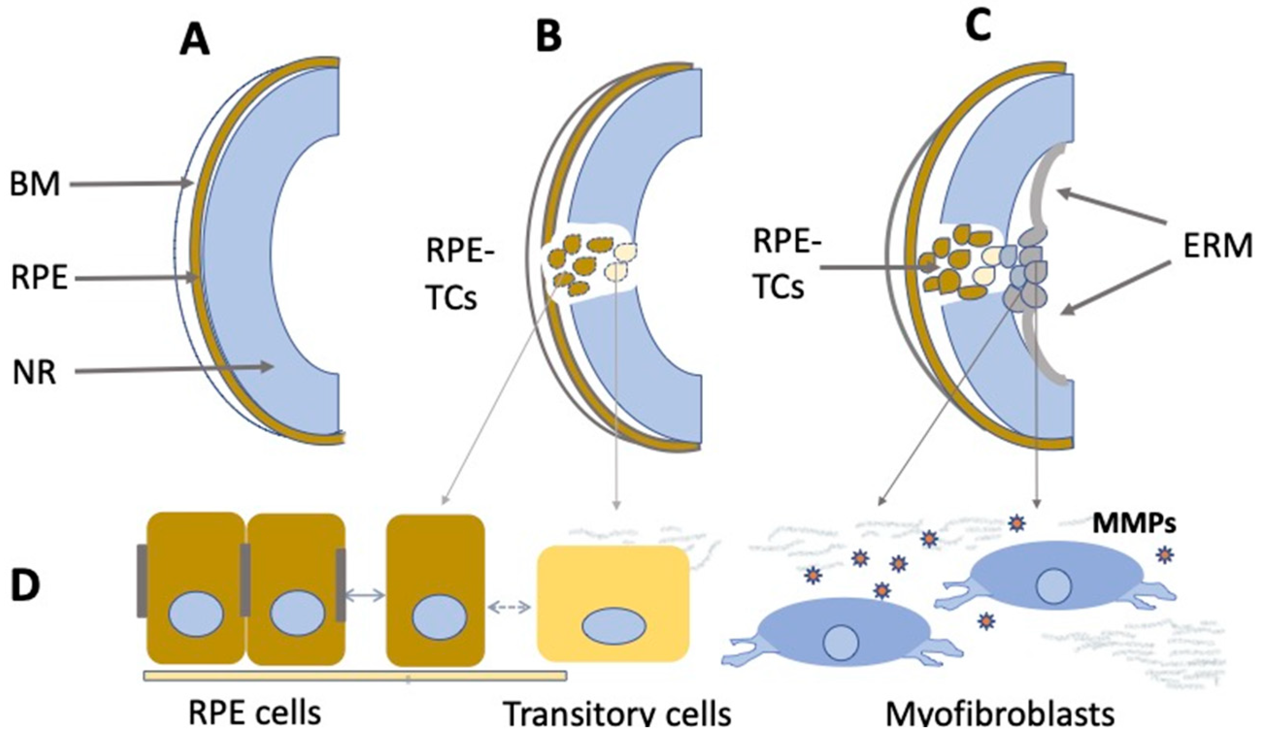 Cells 11 03755 g004 Cells 11 03755 g004
