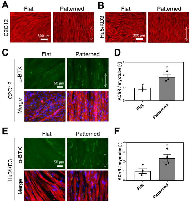 Skeletal muscle differentiation of human iPSCs meets bioengineering  strategies: perspectives and challenges