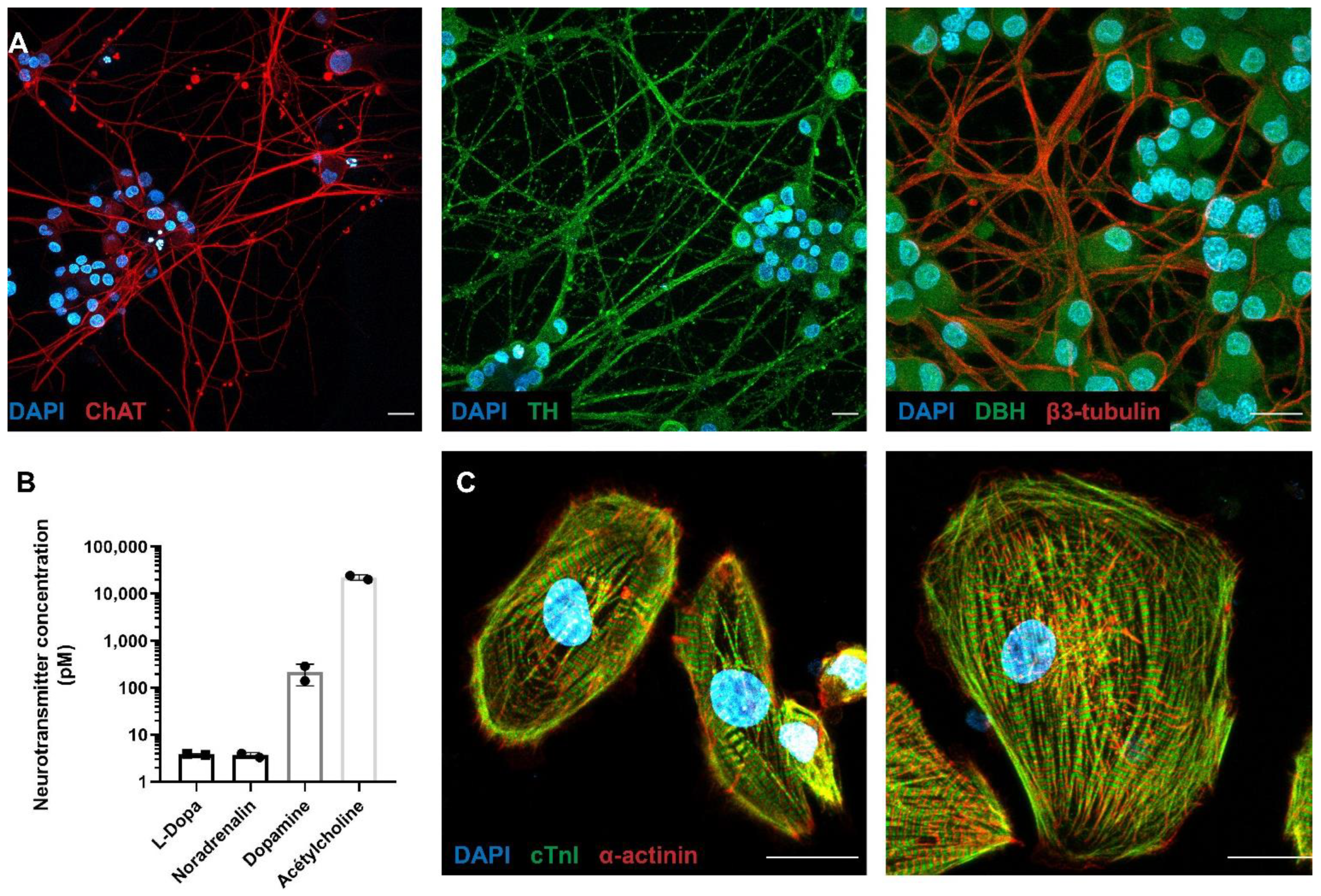 Cells 11 03764 g001 Cells 11 03764 g001