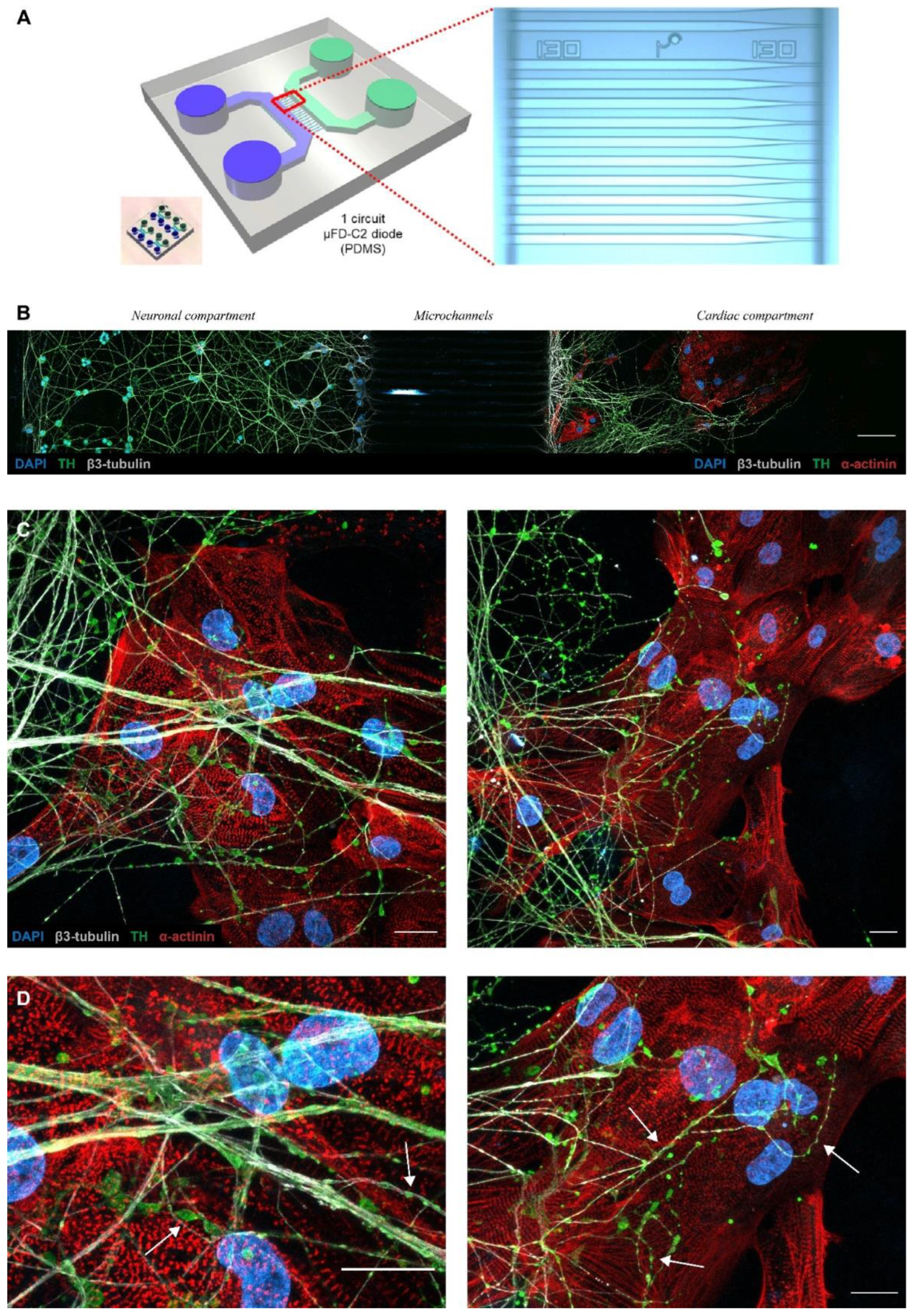 Cells 11 03764 g002 Cells 11 03764 g002