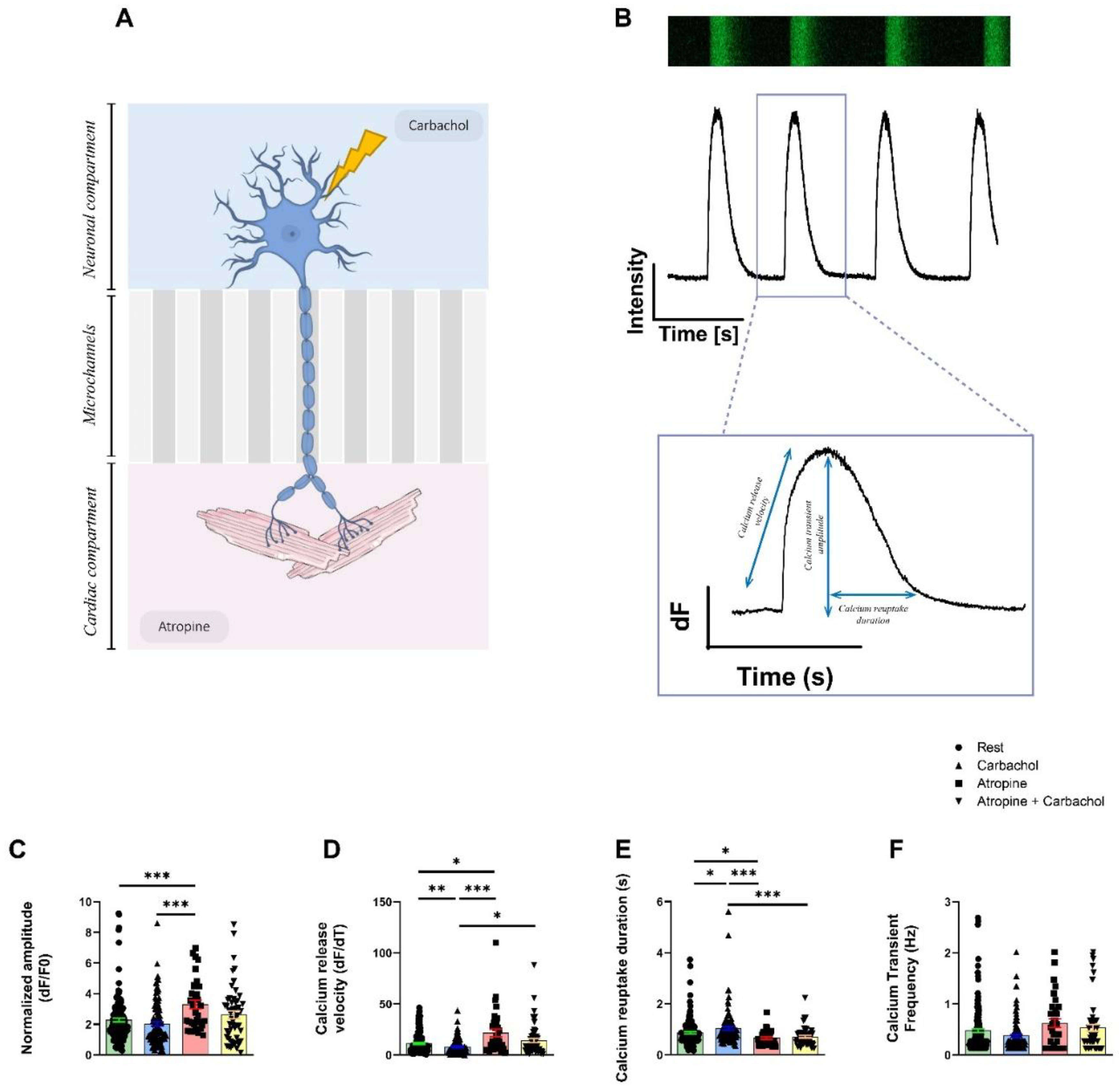 Cells 11 03764 g004 Cells 11 03764 g004