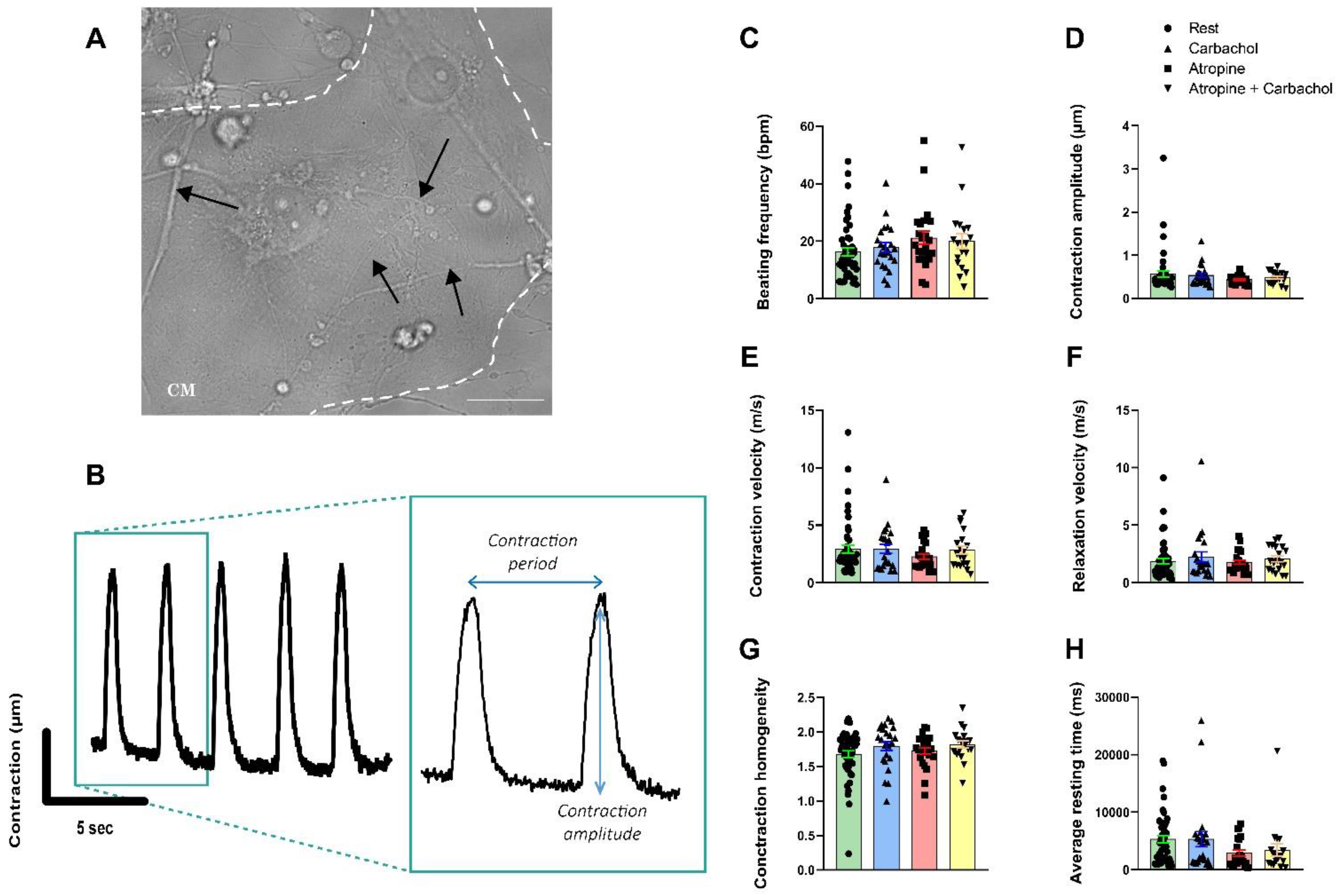 Cells 11 03764 g005 Cells 11 03764 g005