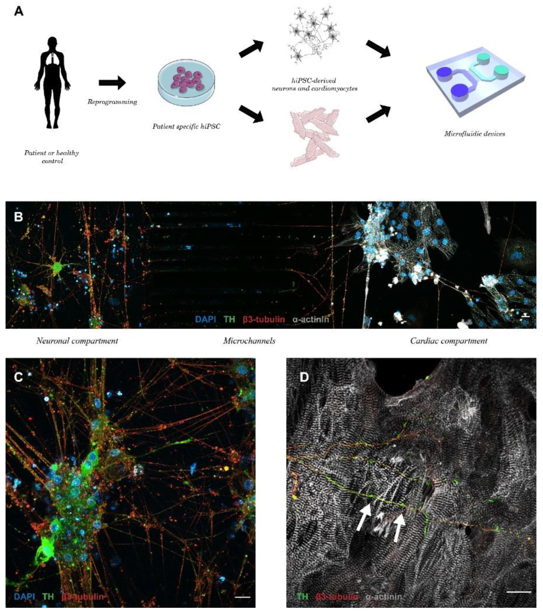Cells 11 03764 g006 Cells 11 03764 g006