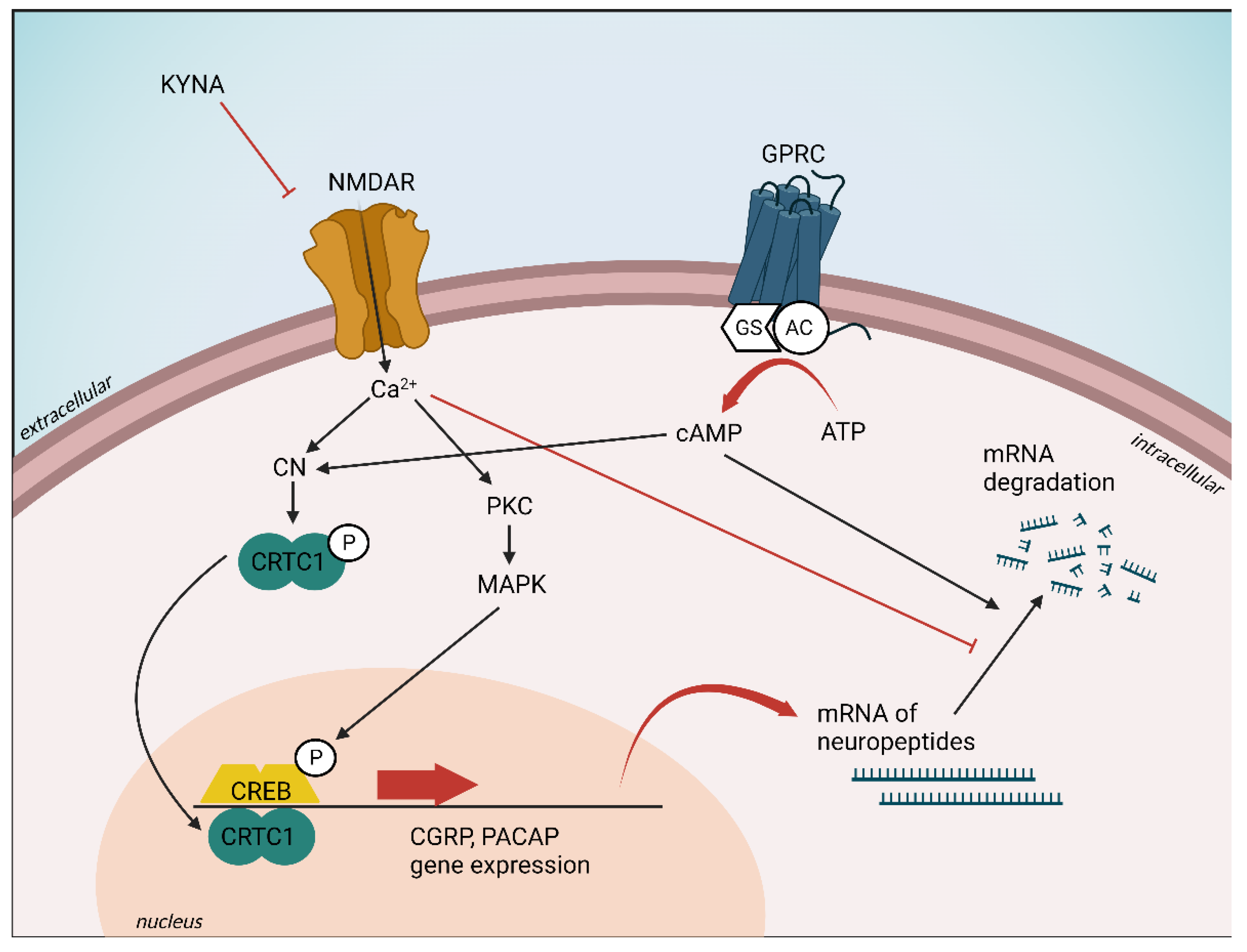 Cells 11 03795 g006 Cells 11 03795 g006