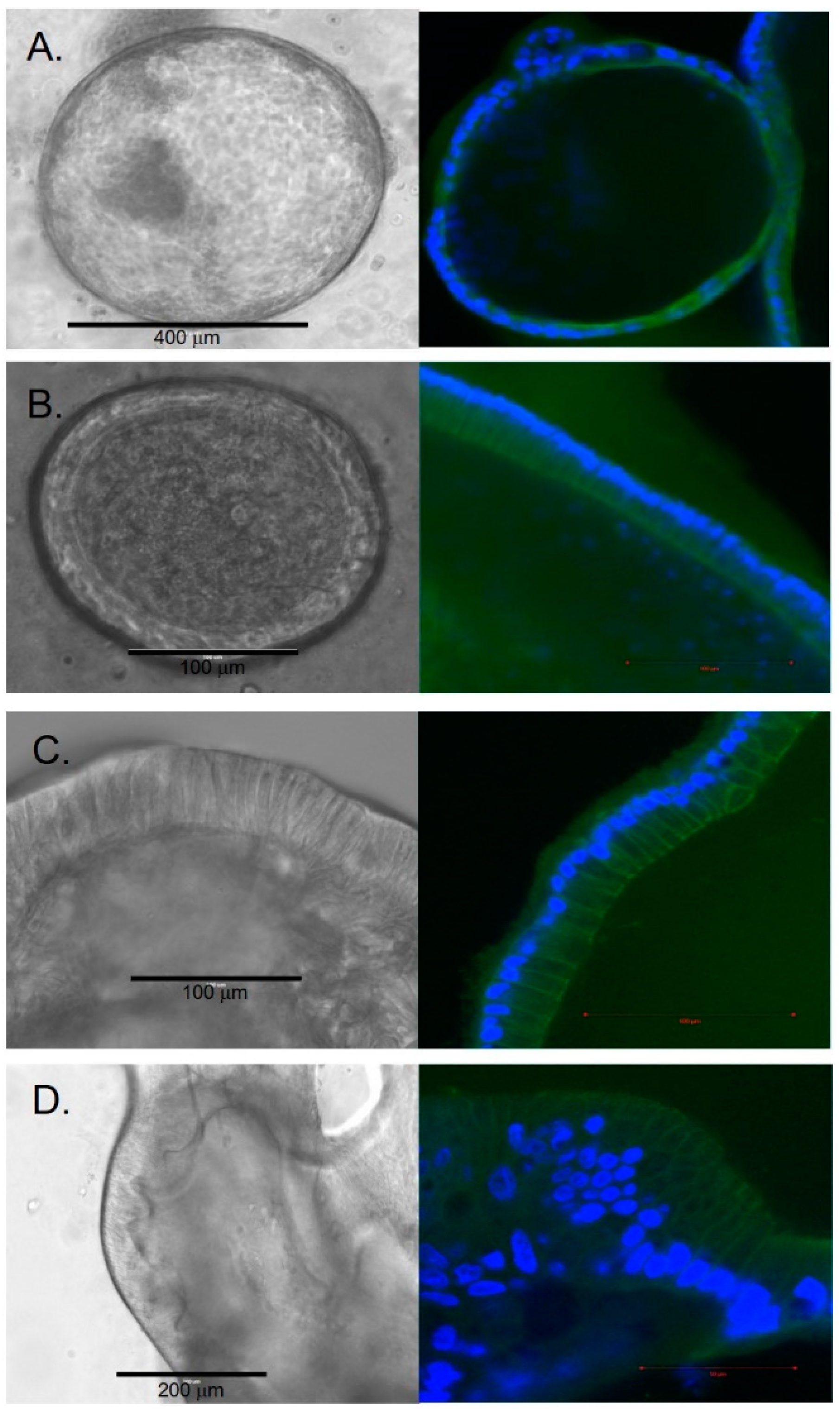 Cells 11 03797 g002 Cells 11 03797 g002