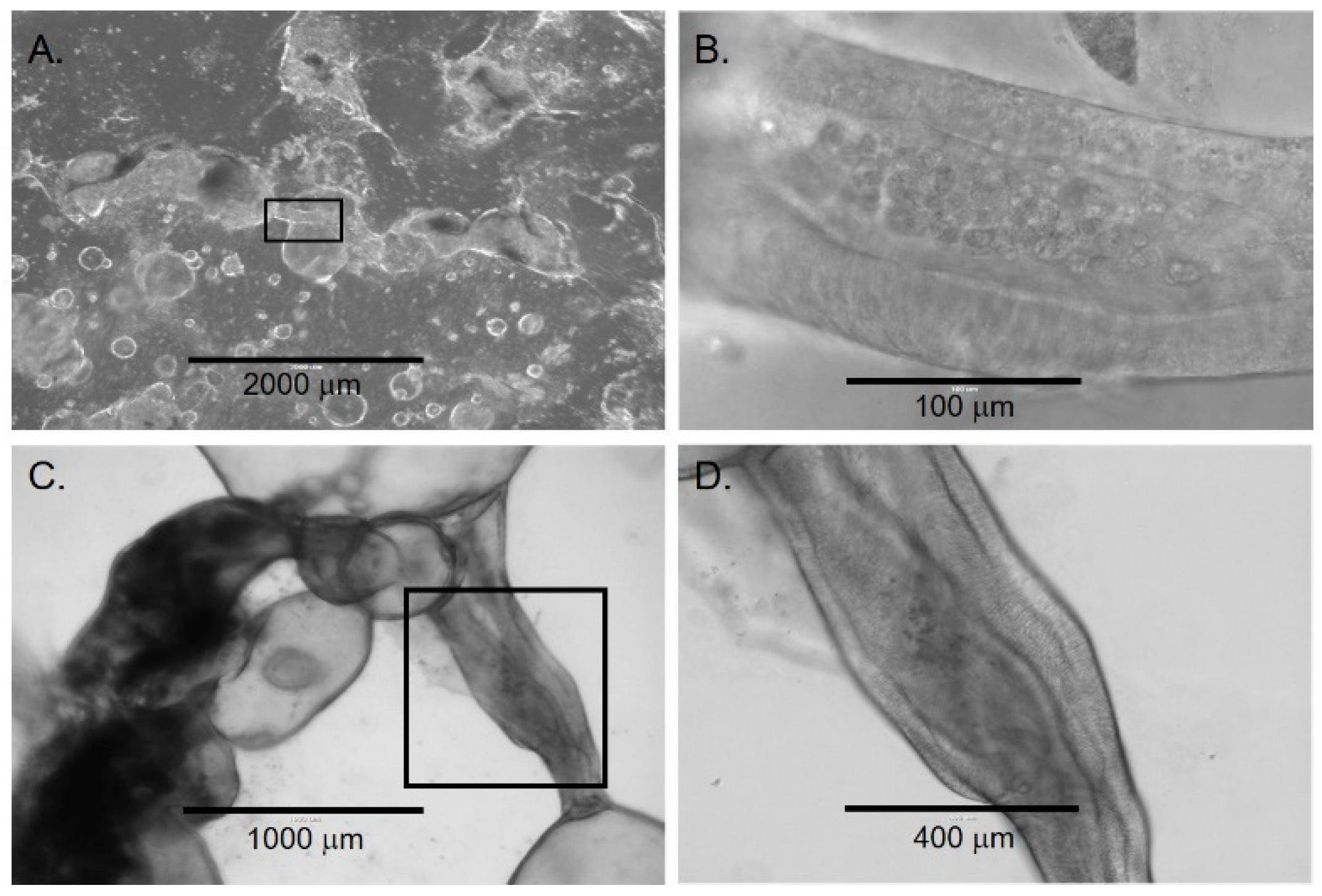 Cells 11 03797 g004 Cells 11 03797 g004