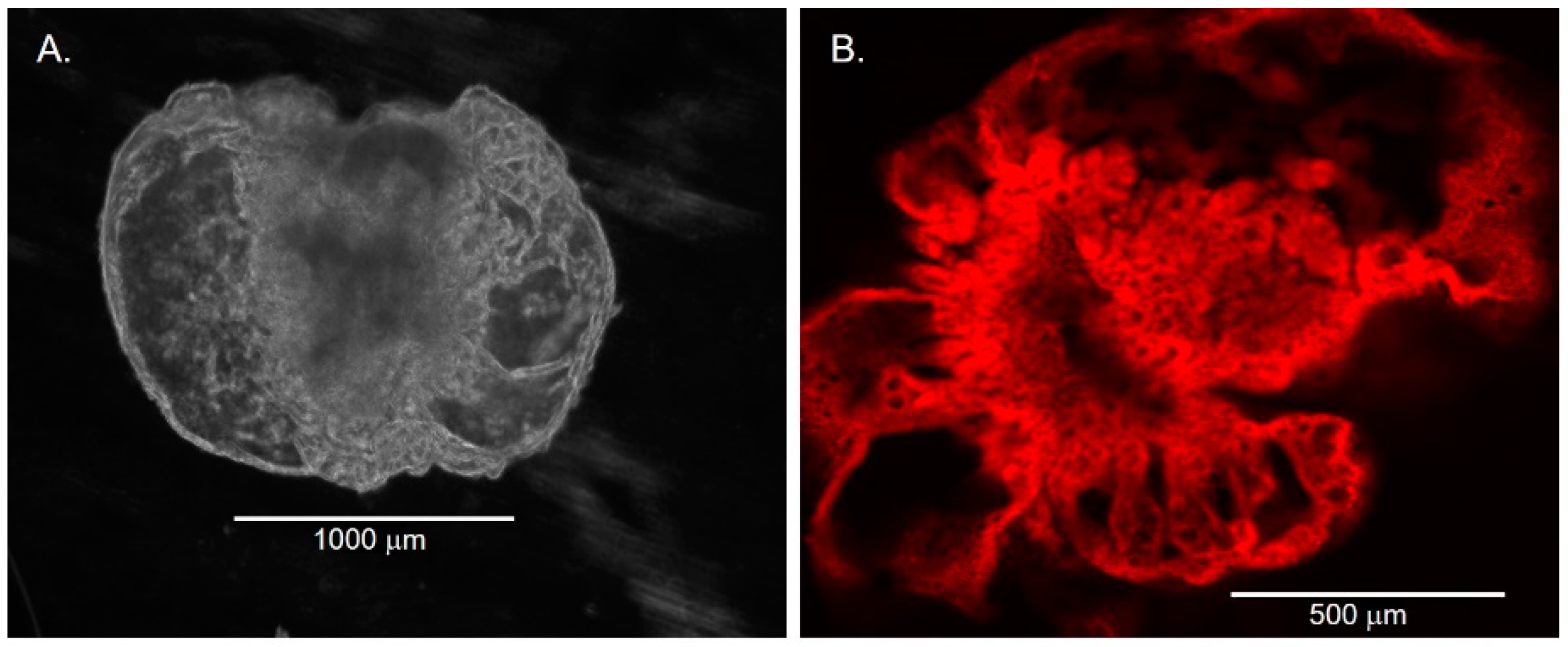 Cells 11 03797 g005 Cells 11 03797 g005