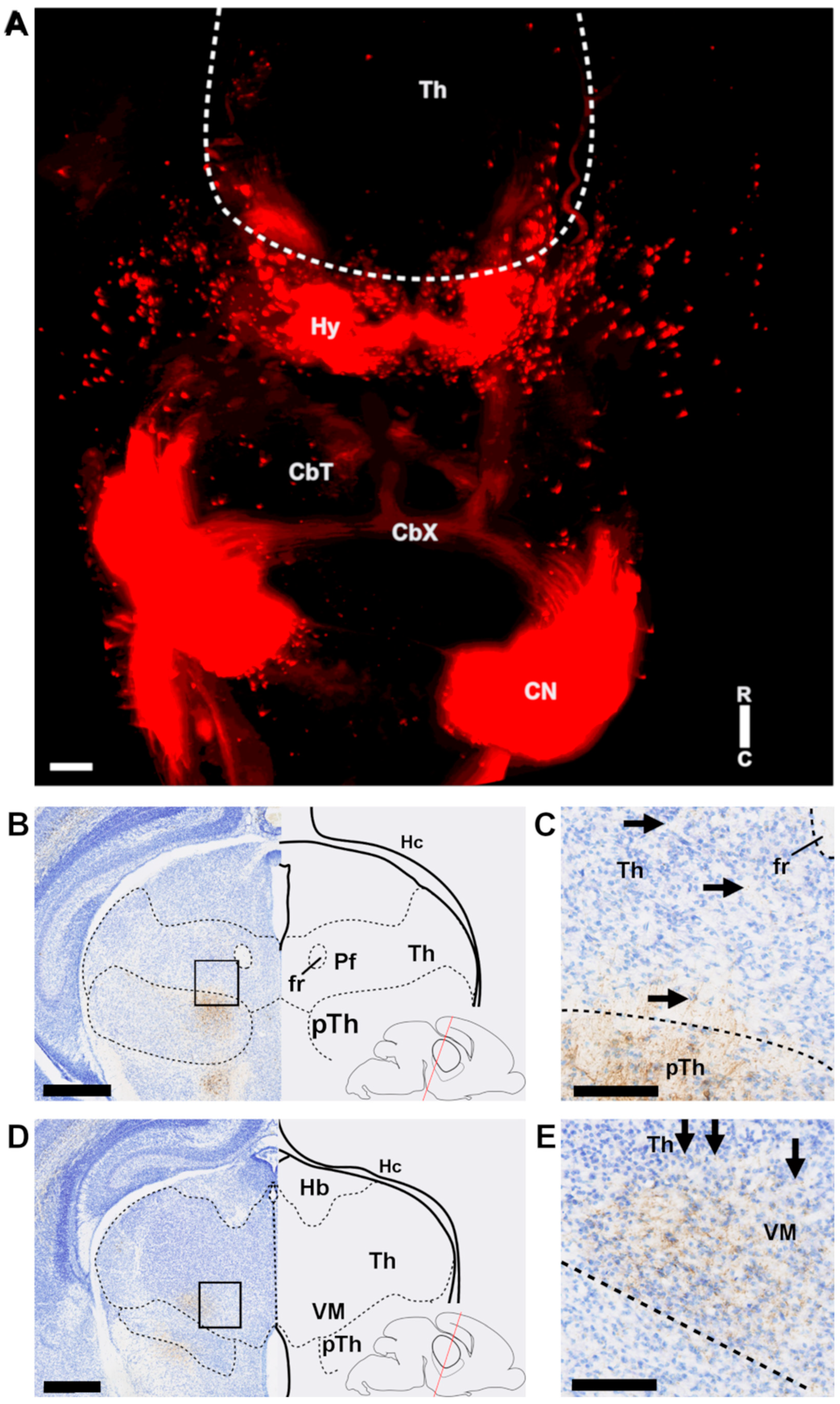 Cells 11 03800 g003 Cells 11 03800 g003