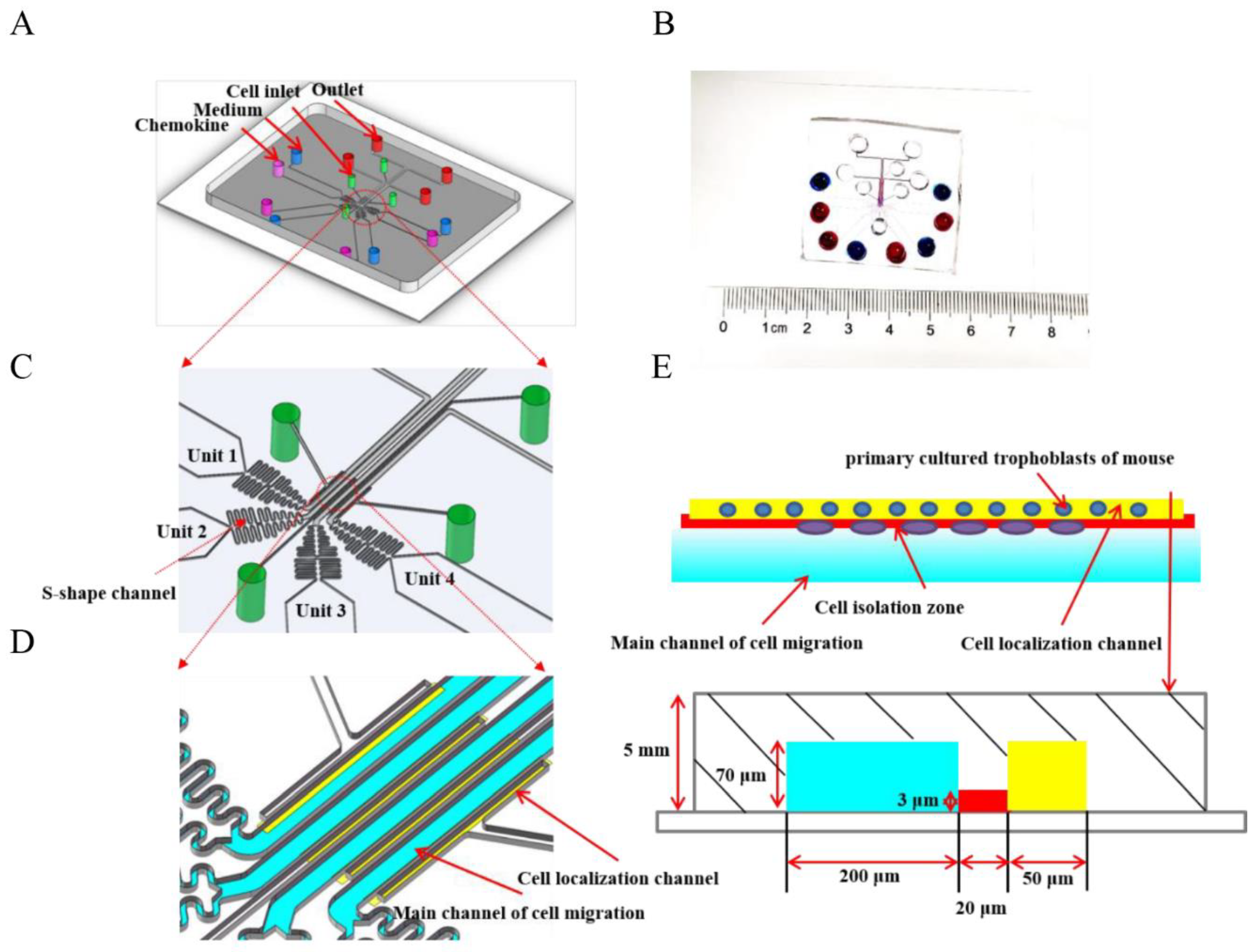 Cells 11 03816 g001 Cells 11 03816 g001