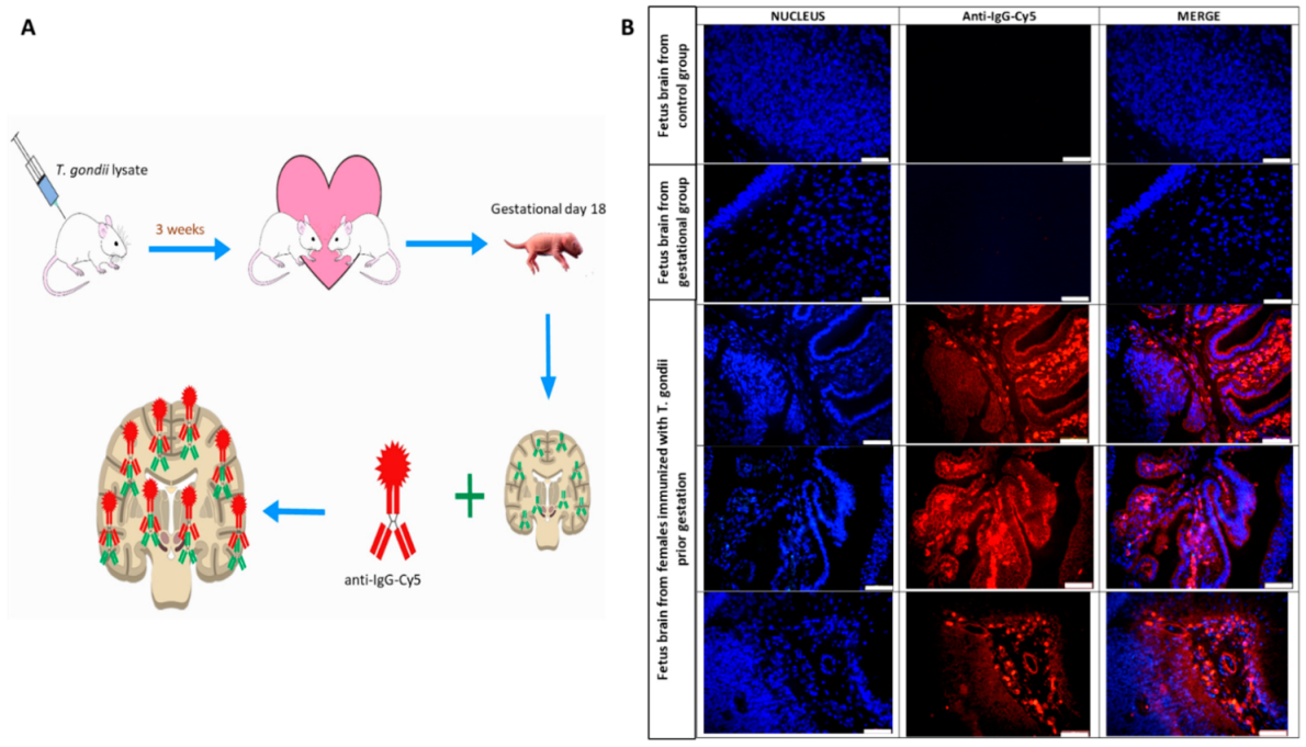 Cells 11 03819 g005 Cells 11 03819 g005