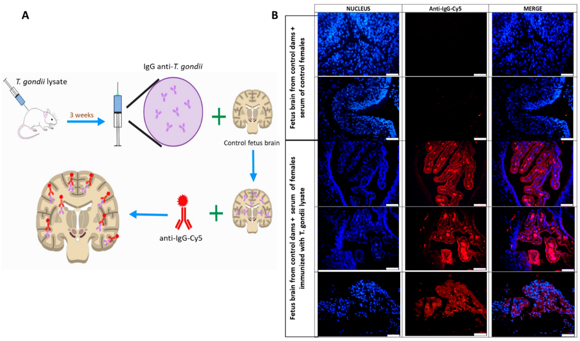 Cells 11 03819 g006 Cells 11 03819 g006