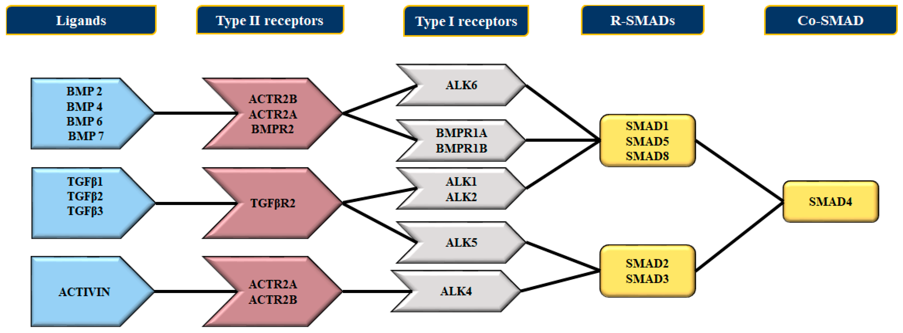 Cells 11 03823 g004 Cells 11 03823 g004