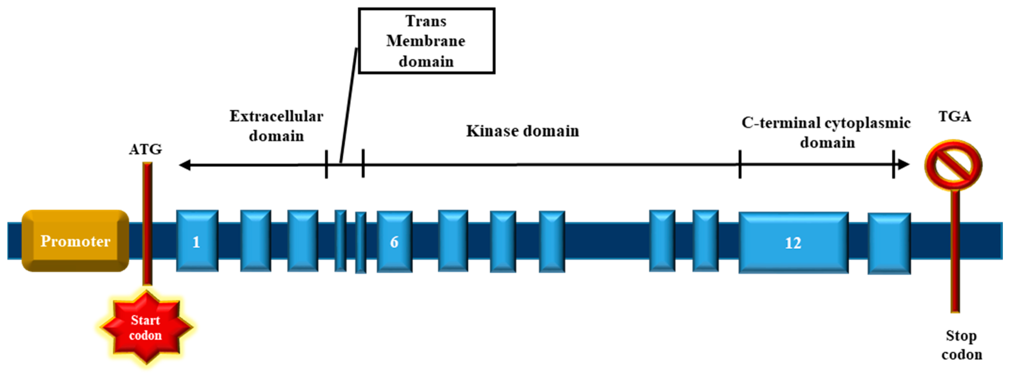 Cells 11 03823 g005 Cells 11 03823 g005