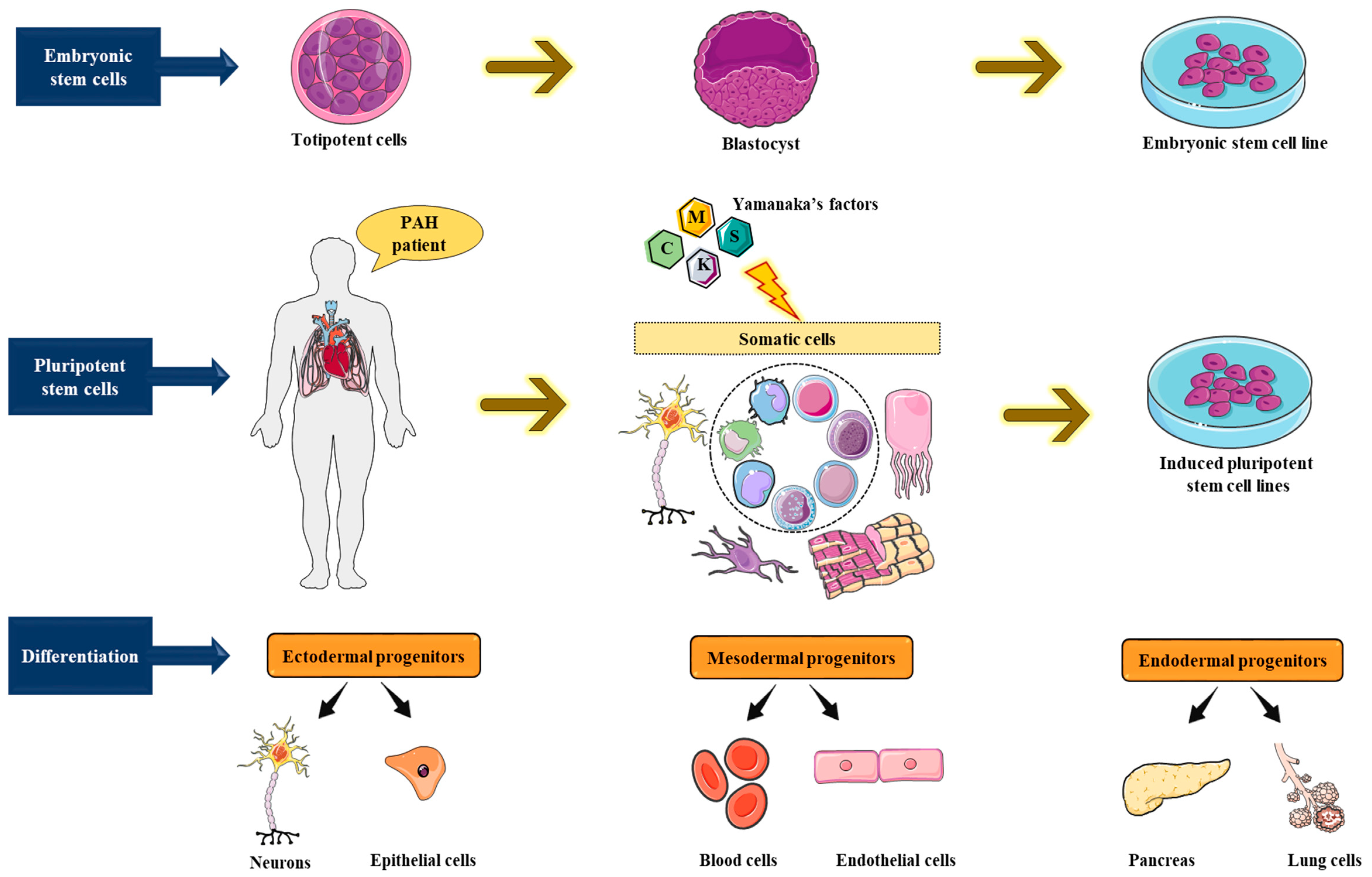 Cells 11 03823 g007 Cells 11 03823 g007