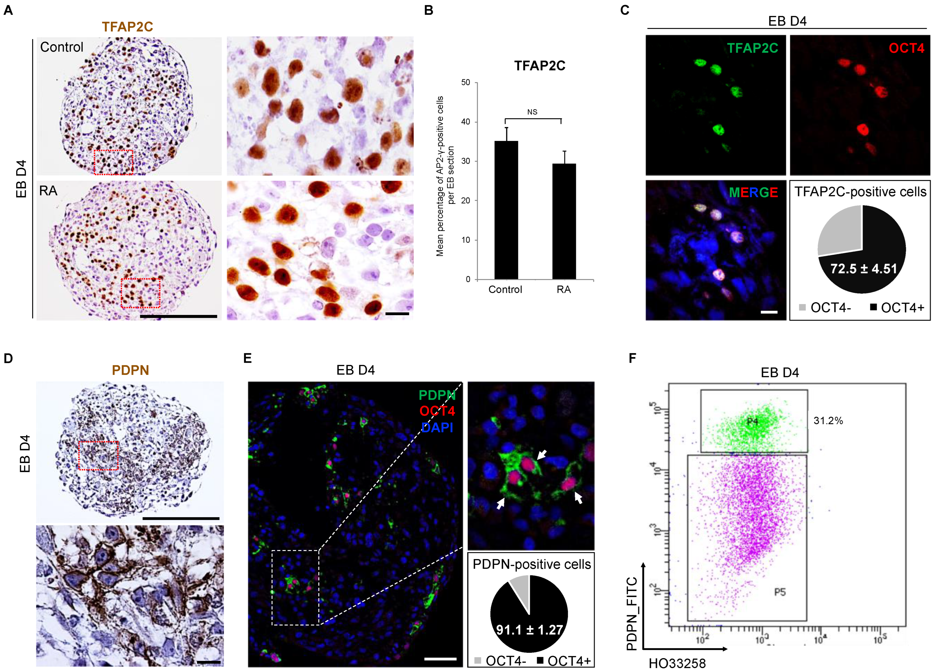 Cells 11 03832 g003 Cells 11 03832 g003